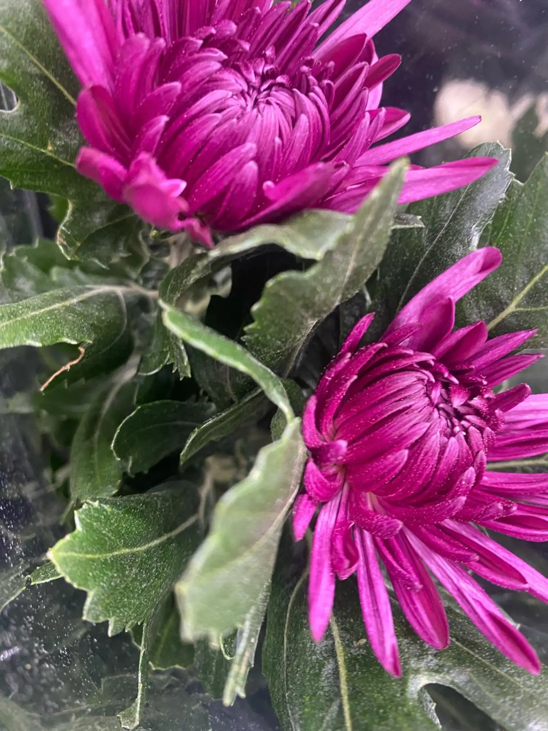 eyes cream所属・まつ毛と眉毛のおみせ 🪄なんばのマツエク・マツパデザイン