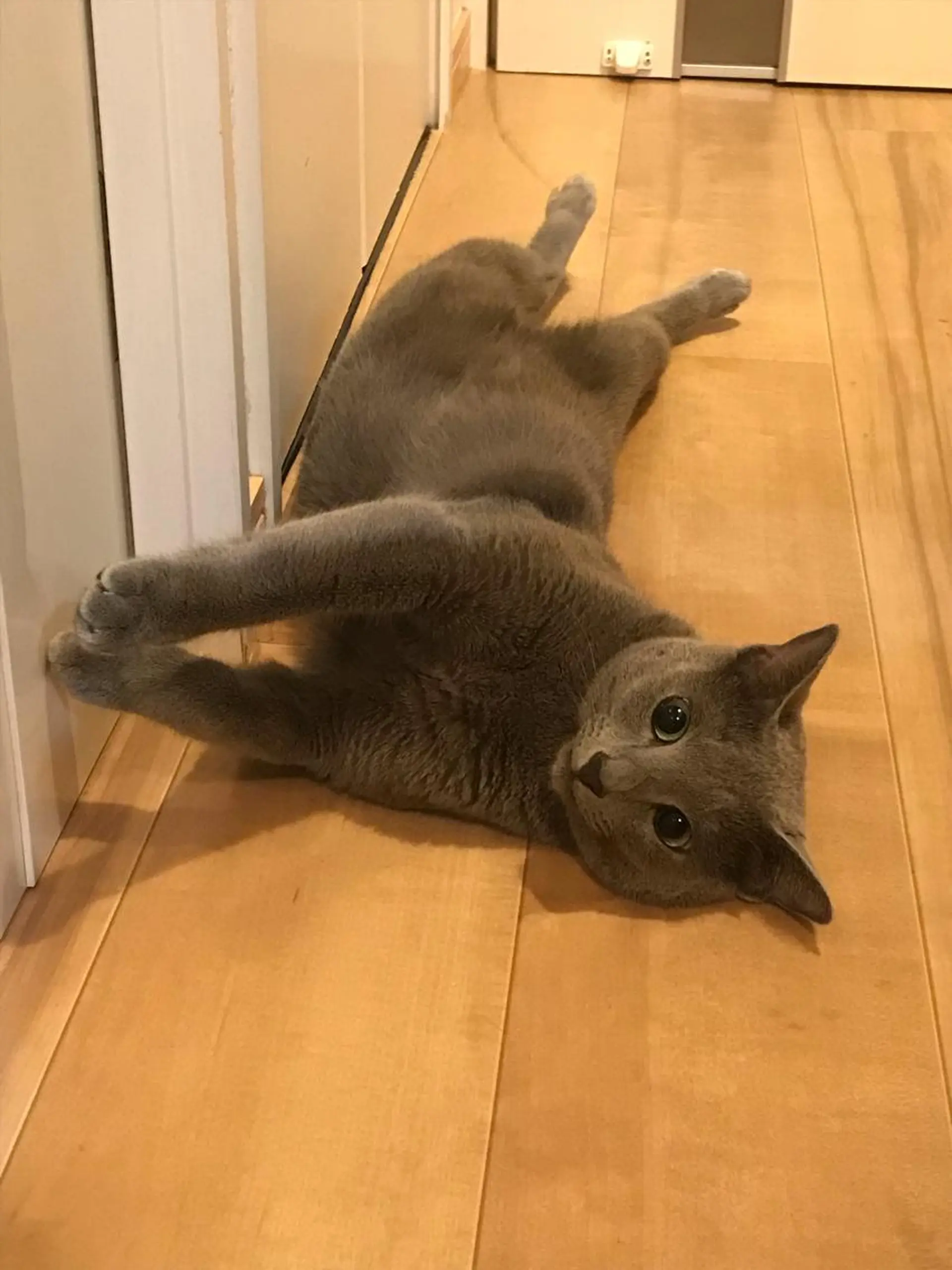 ショート カラー パーマ ヘアアレンジ メンズ キッズ ネイル マツエク・マツパ アイブロウ アニメ,Vオタク× 即効痩せエステサロンのエステ・リラクイメージ