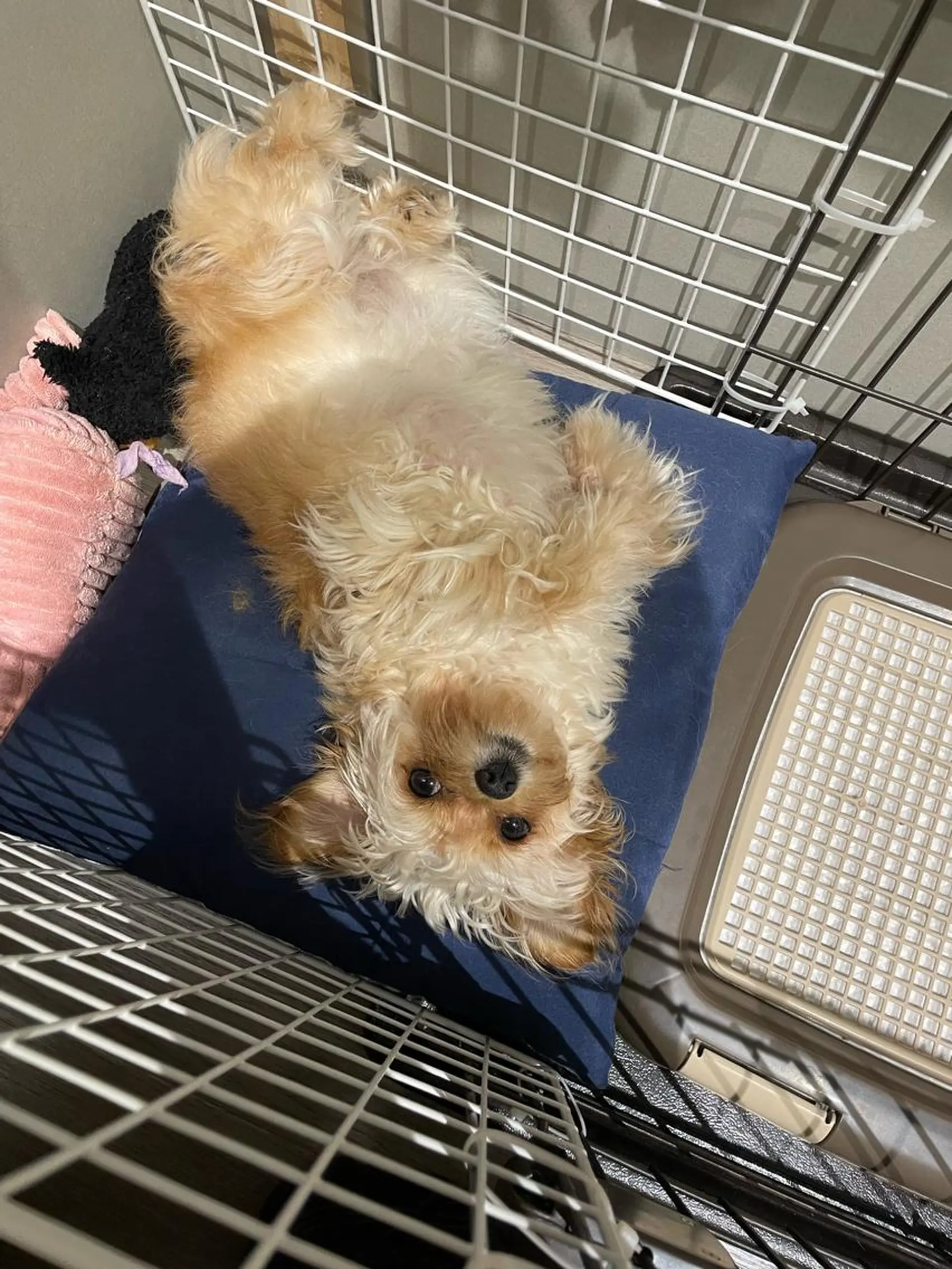 ミディアム 韓国風/オシャレ /縮毛矯正/滝口琴未のヘアスタイル