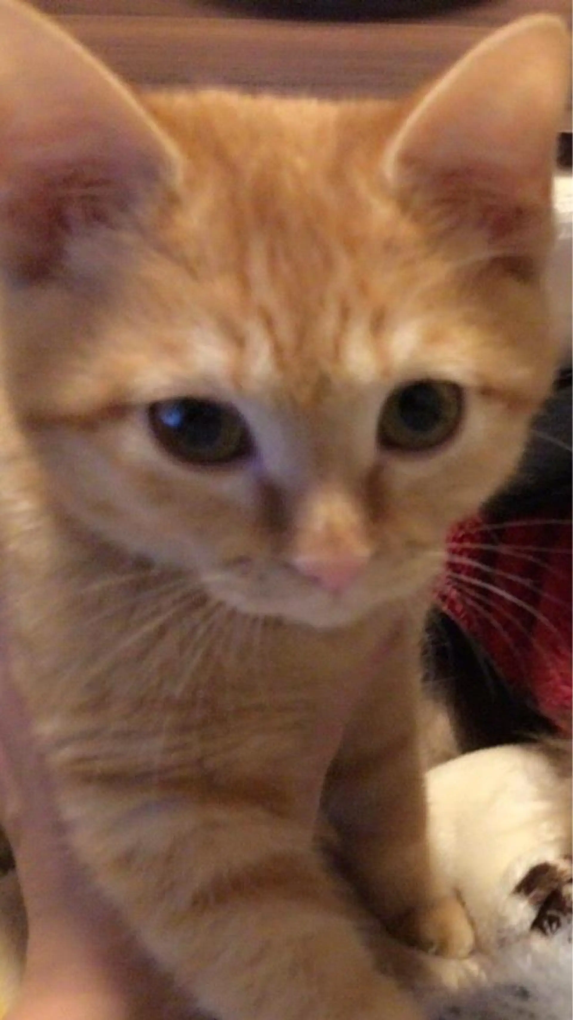 ネイル kiki nail 二子玉川のネイルデザイン