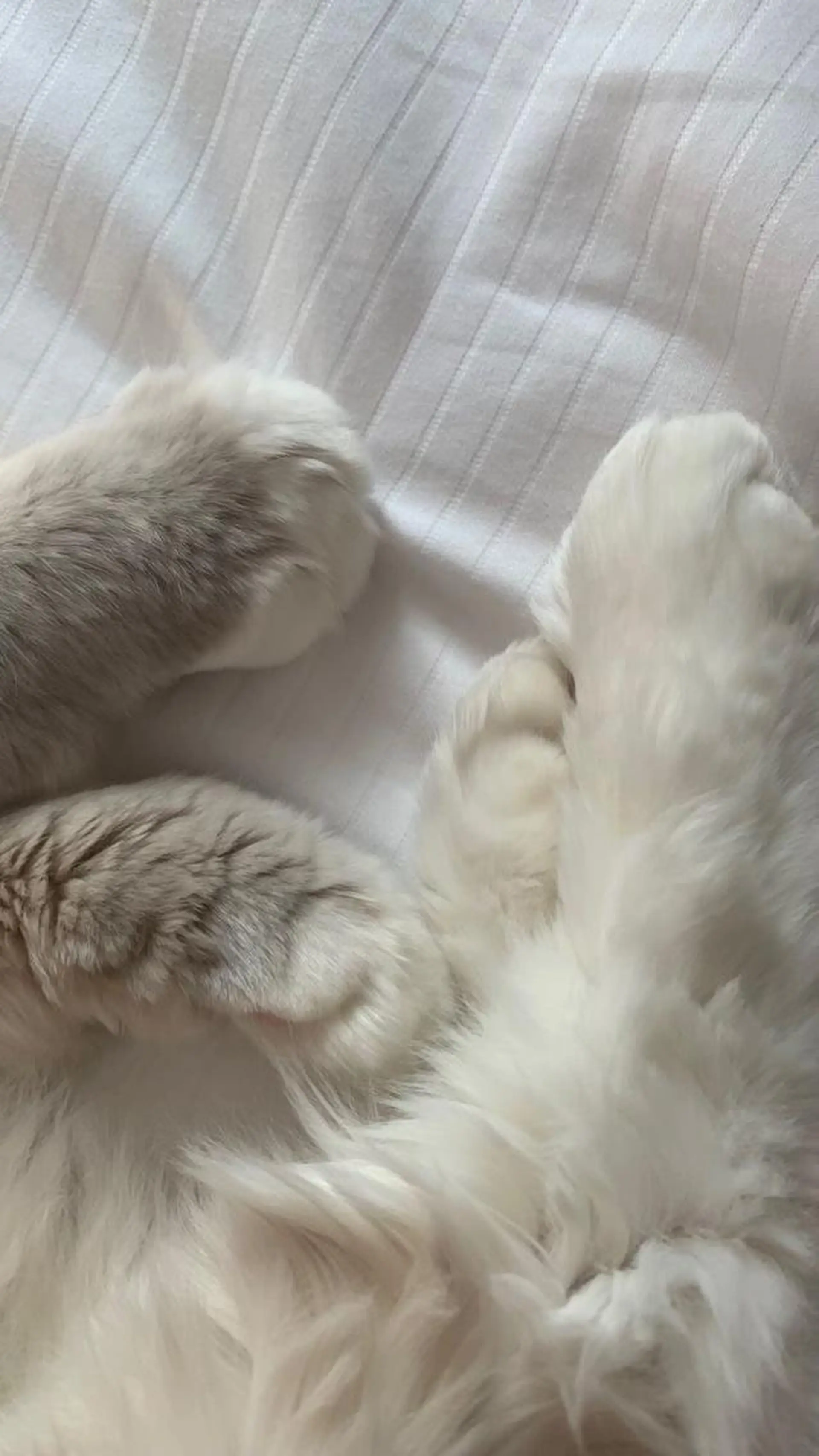 マツエク・マツパ eyelist noa🪽🤍のマツエク・マツパデザイン