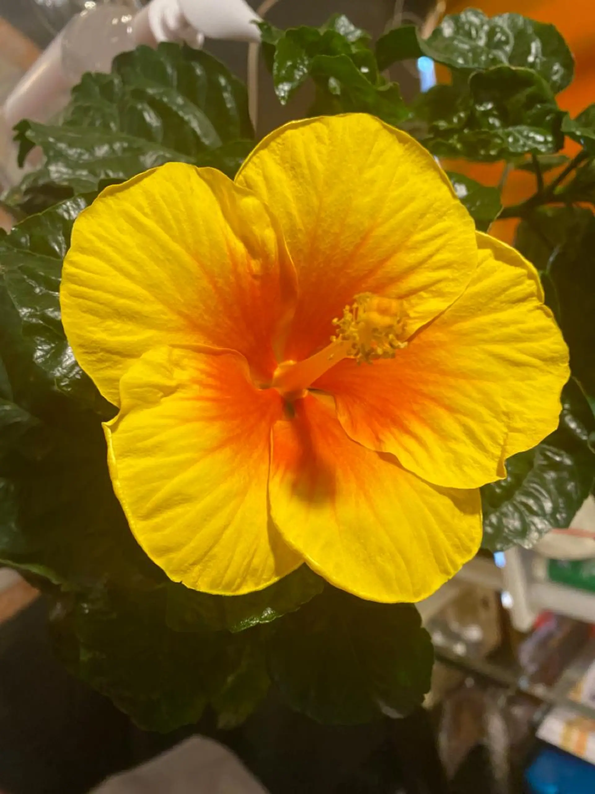 Mandarin Orange所属・毛穴から始める肌メン テマンダリンオレンジのエステ・リラクイメージ