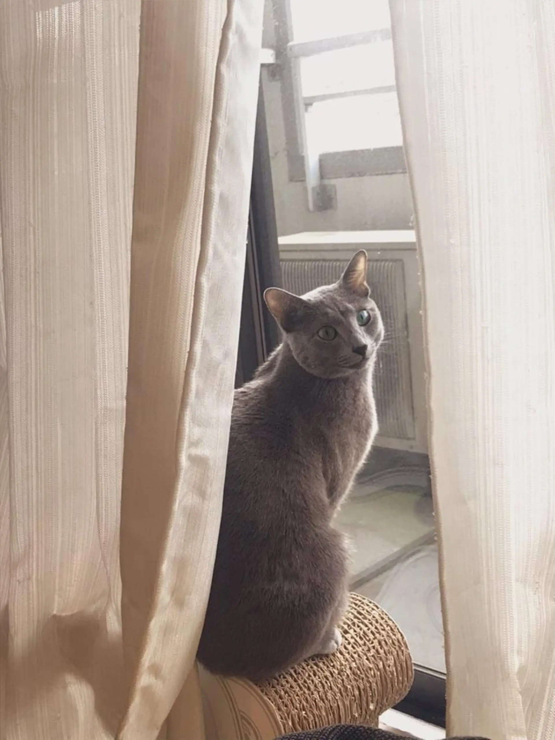 ショート カラー パーマ ヘアアレンジ メンズ キッズ ネイル マツエク・マツパ アイブロウ アニメ,Vオタク× 即効痩せエステサロンのエステ・リラクイメージ