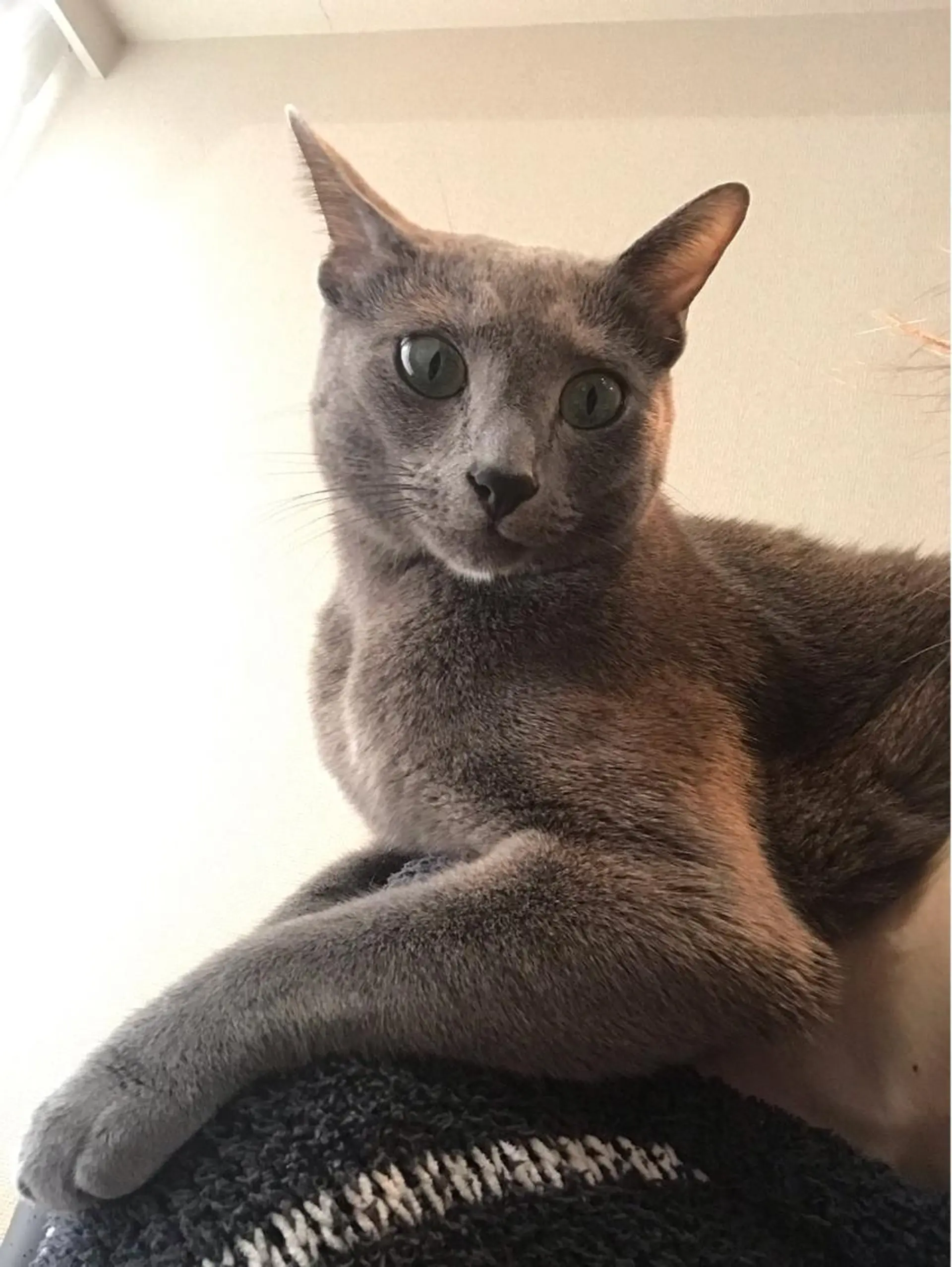 ショート カラー パーマ ヘアアレンジ メンズ キッズ ネイル マツエク・マツパ アイブロウ アニメ,Vオタク× 即効痩せエステサロンのエステ・リラクイメージ