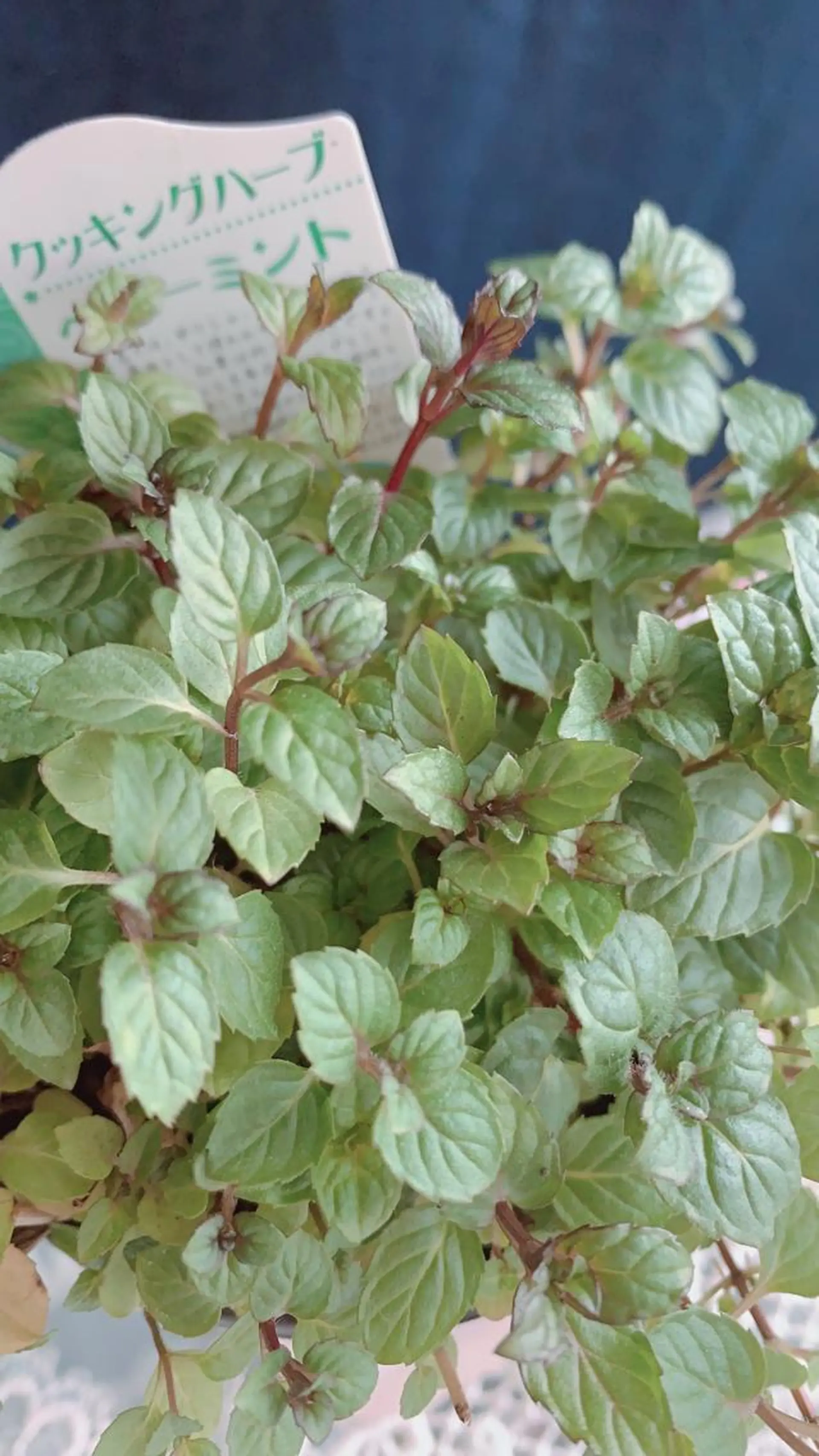 ネイル pipi..所属・pipi ..のネイルデザイン