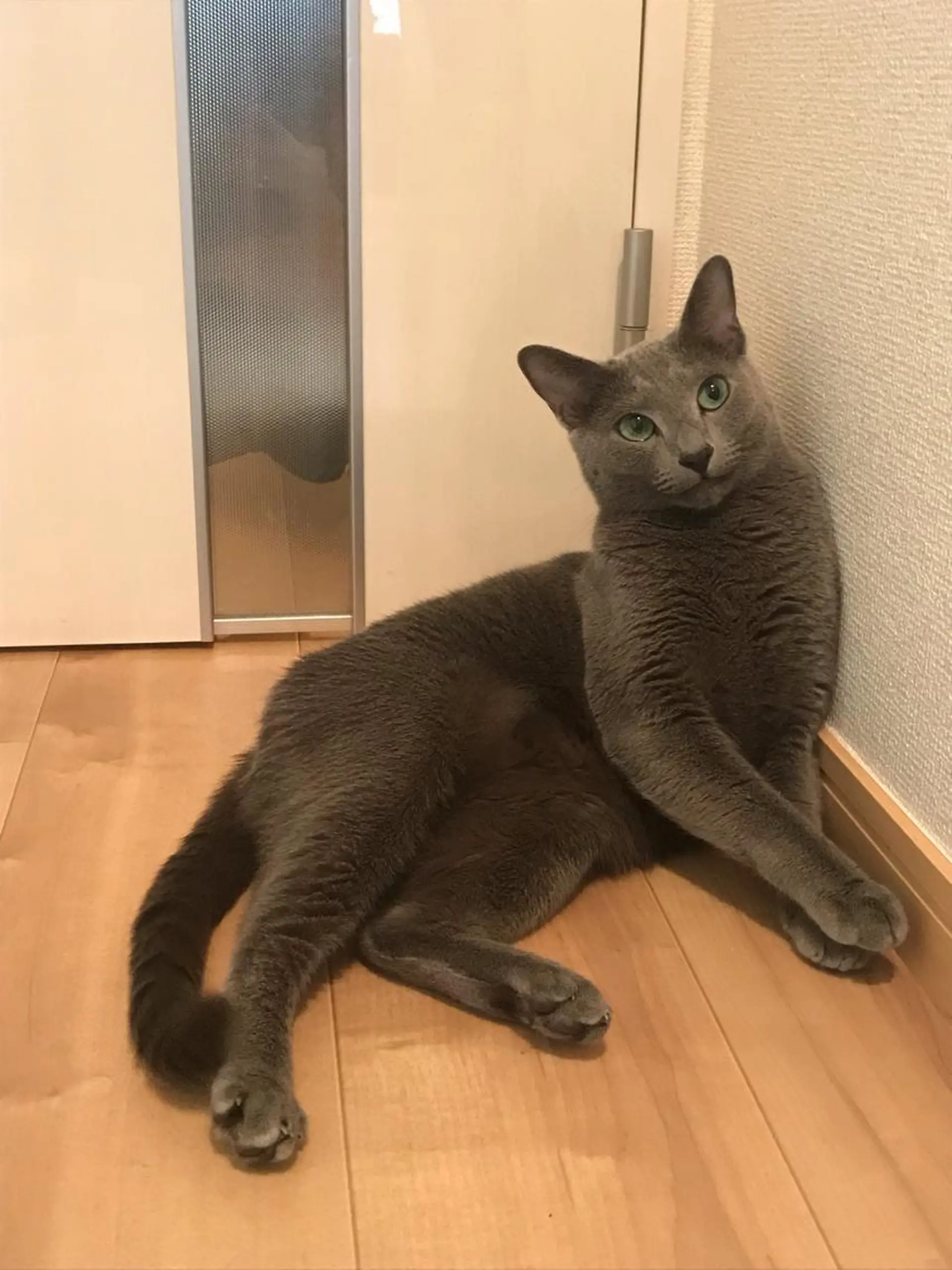 ショート カラー パーマ ヘアアレンジ メンズ キッズ ネイル マツエク・マツパ アニメ,Vオタク× 即効痩せエステサロンのエステ・リラクイメージ