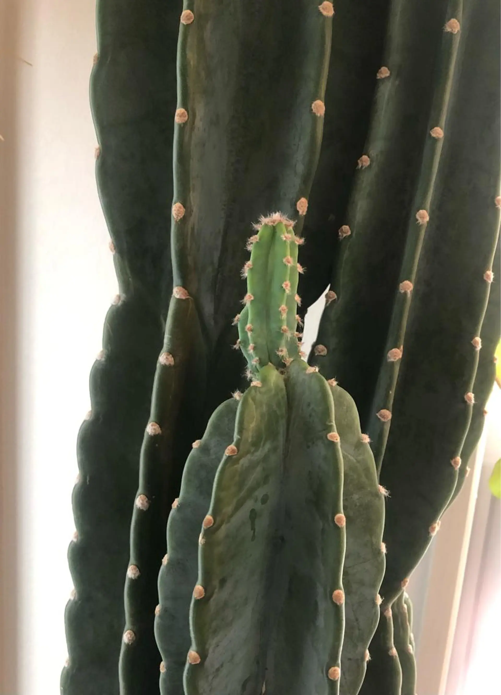 basico  のエステ・リラクイメージ