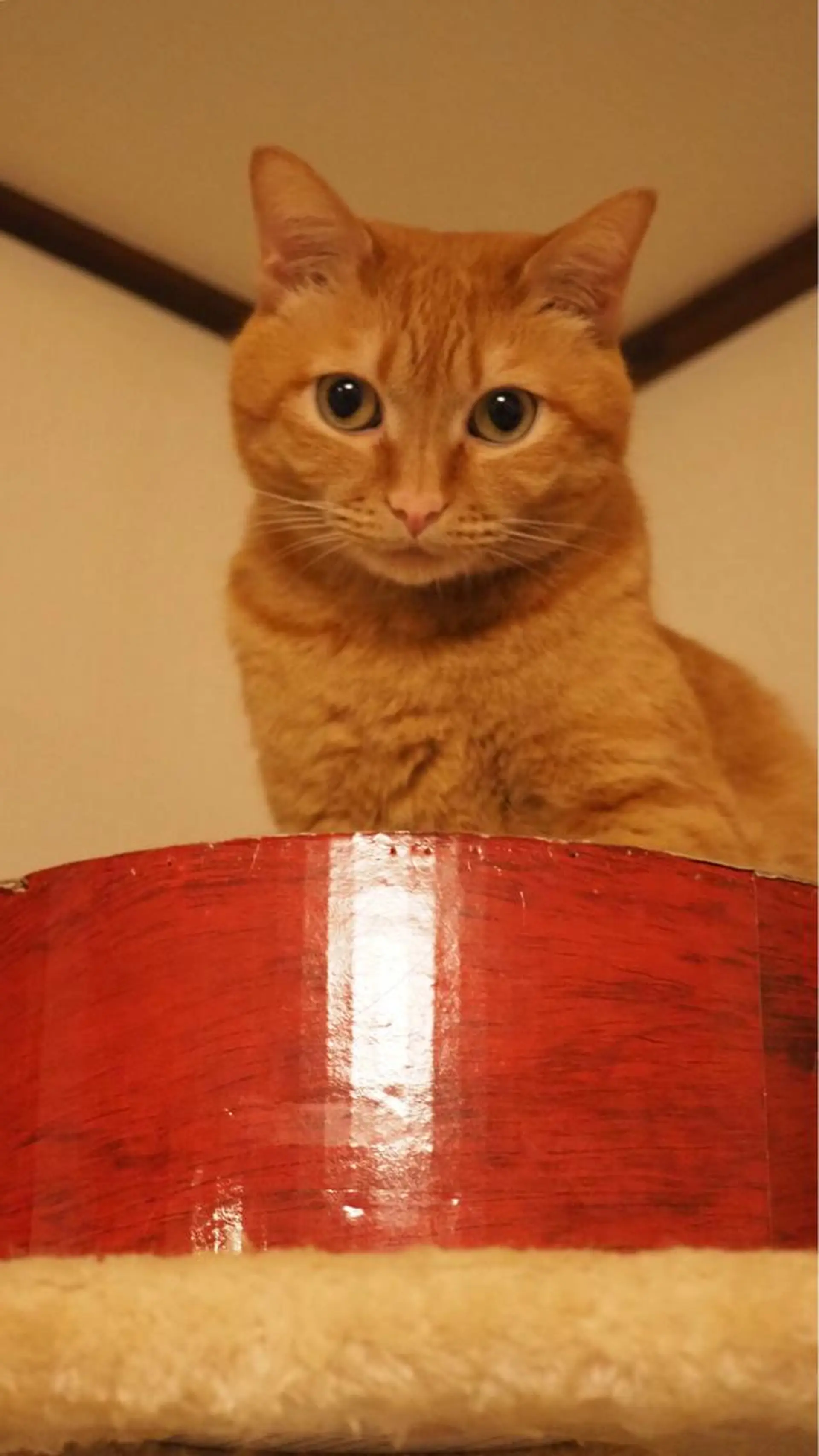 kiki nail 二子玉川のネイルデザイン