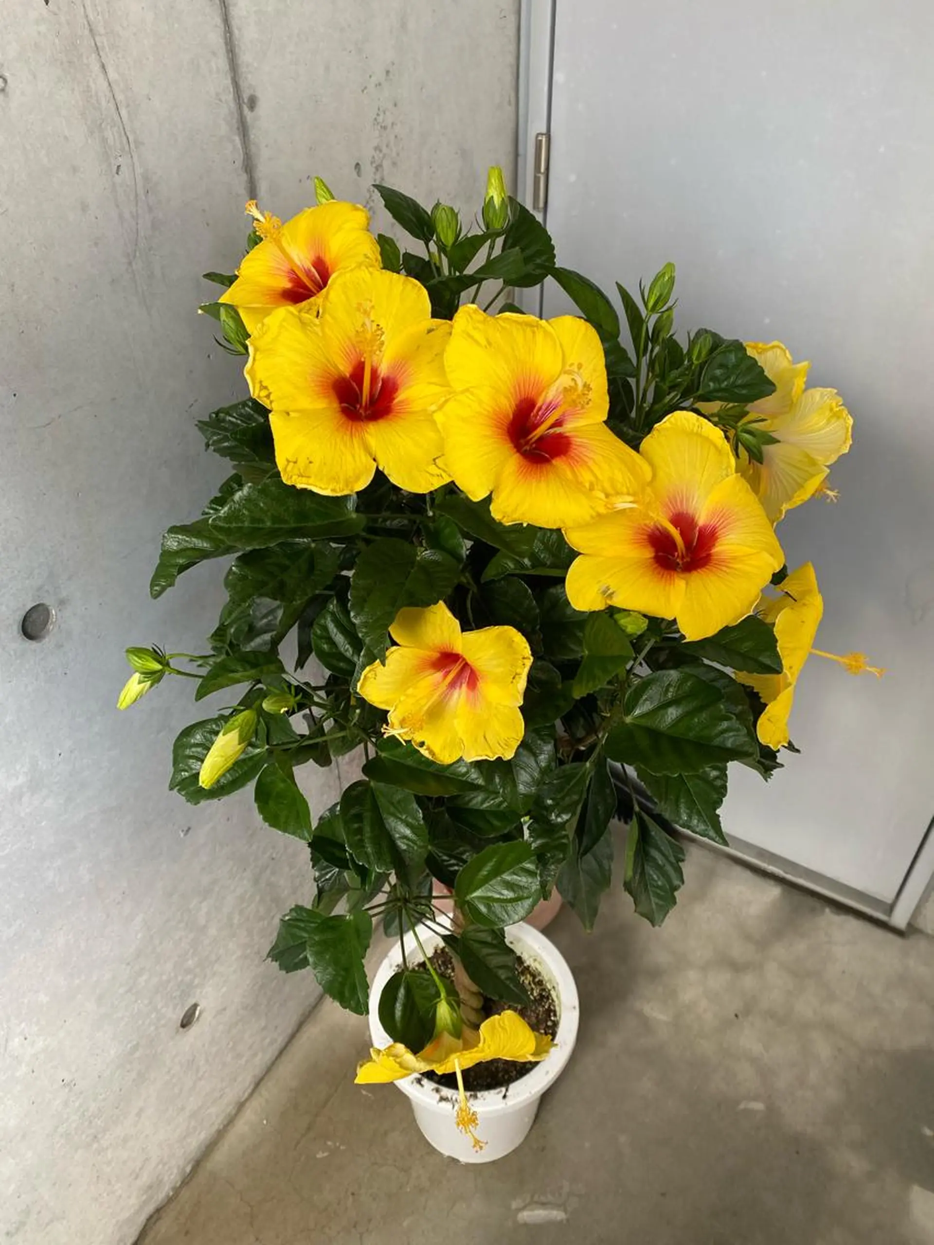 Mandarin Orange所属・毛穴から始める肌メン テマンダリンオレンジのエステ・リラクイメージ