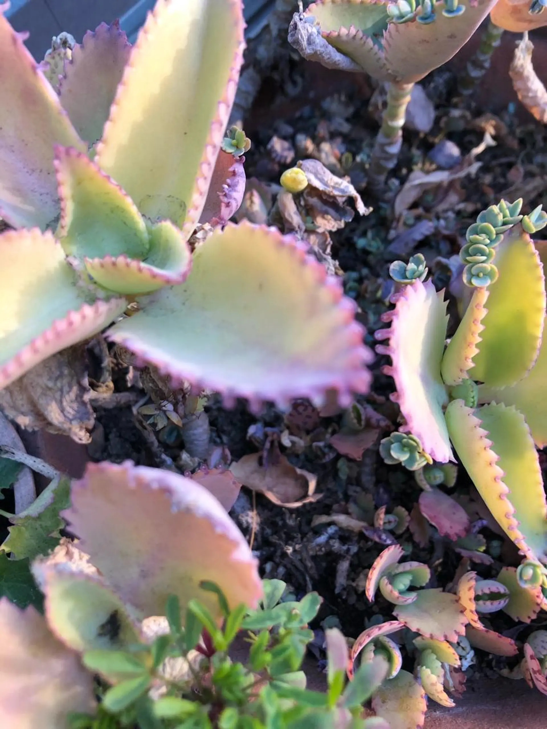 ネイル nailsalon　hue所属・小山 羽奈のネイルデザイン