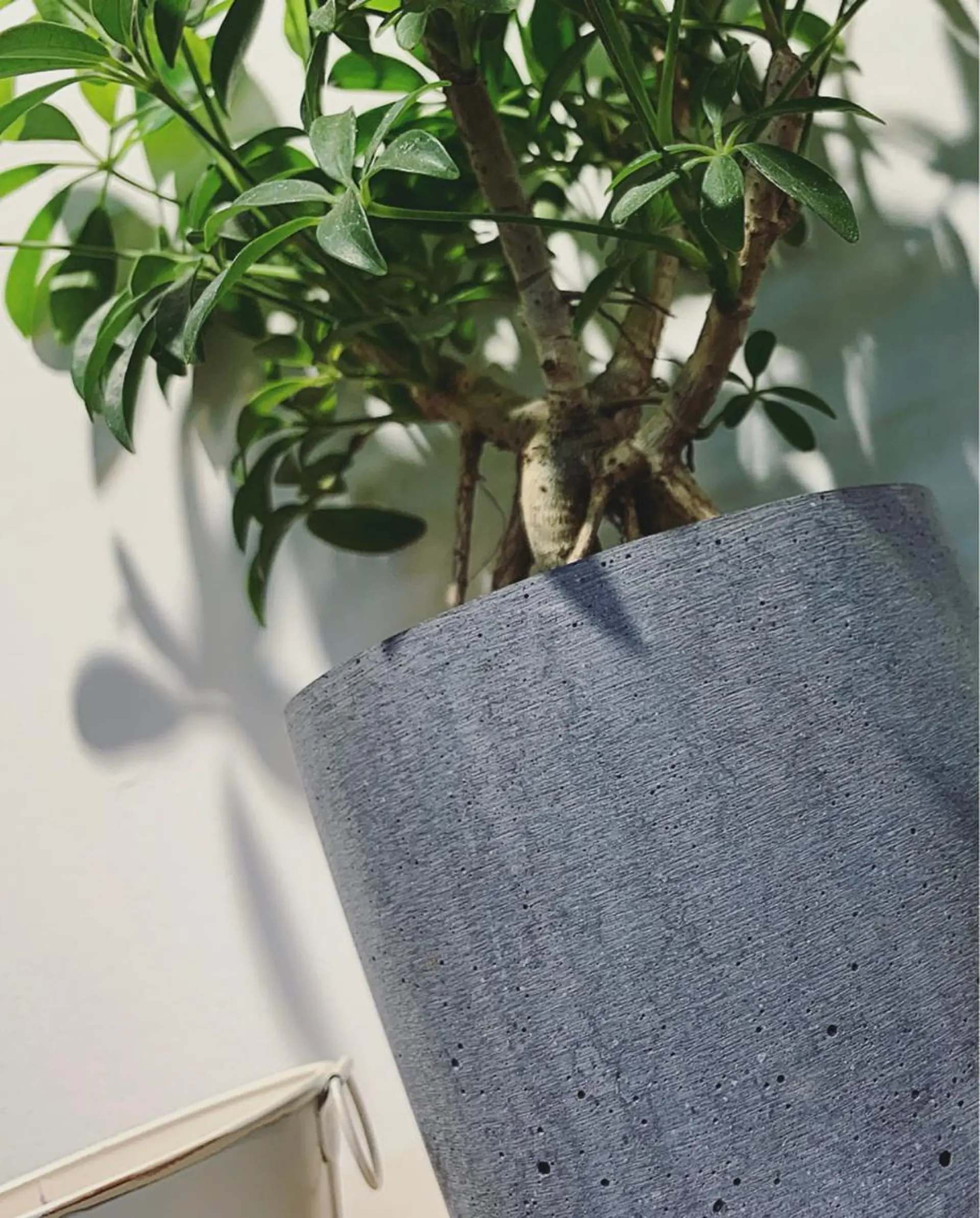 カラー LOuNICA/銀座 RYUNOSUKEのヘアスタイル