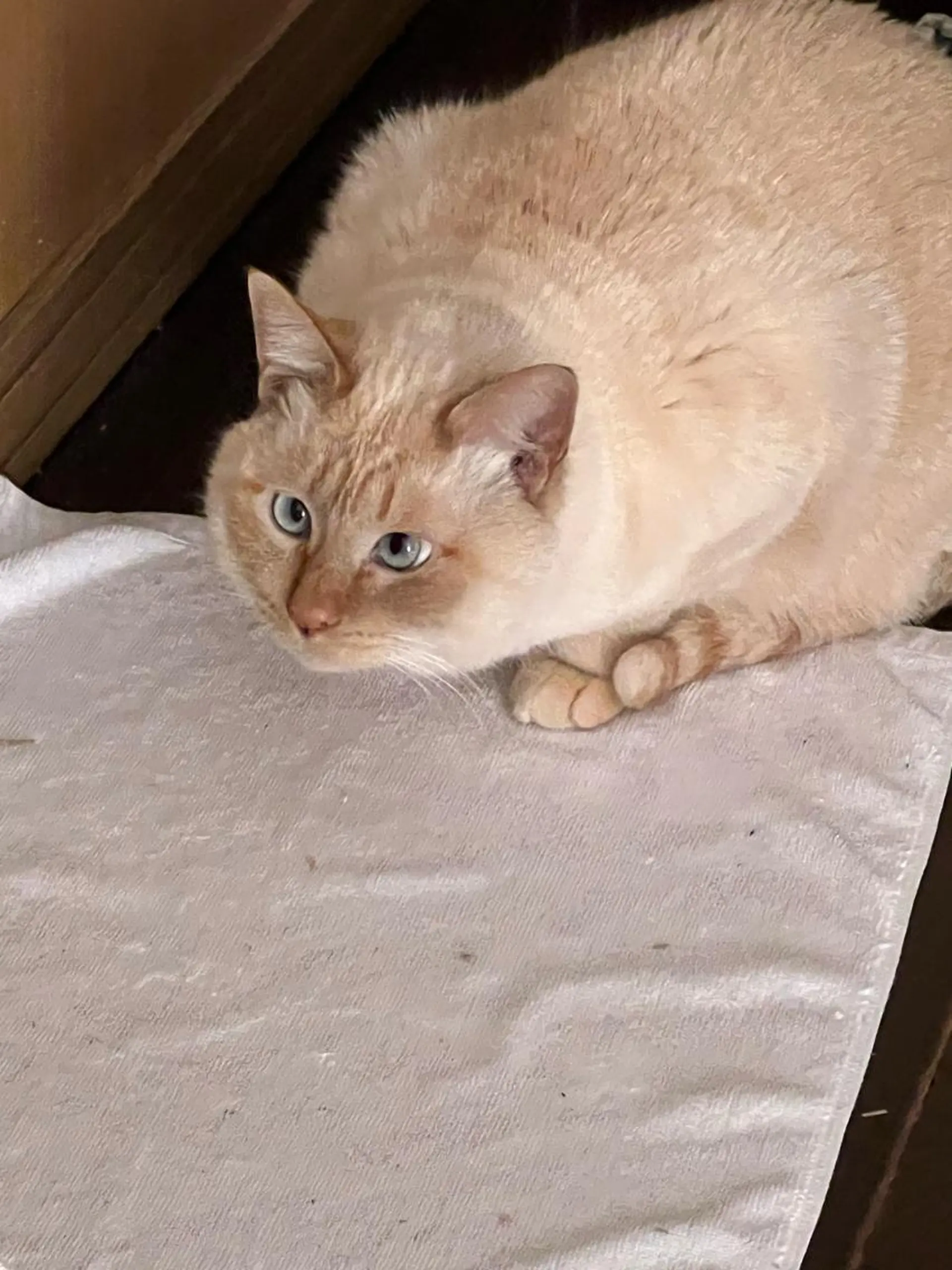 ヘアカラー reto所属・宮地 崇文のヘアスタイル