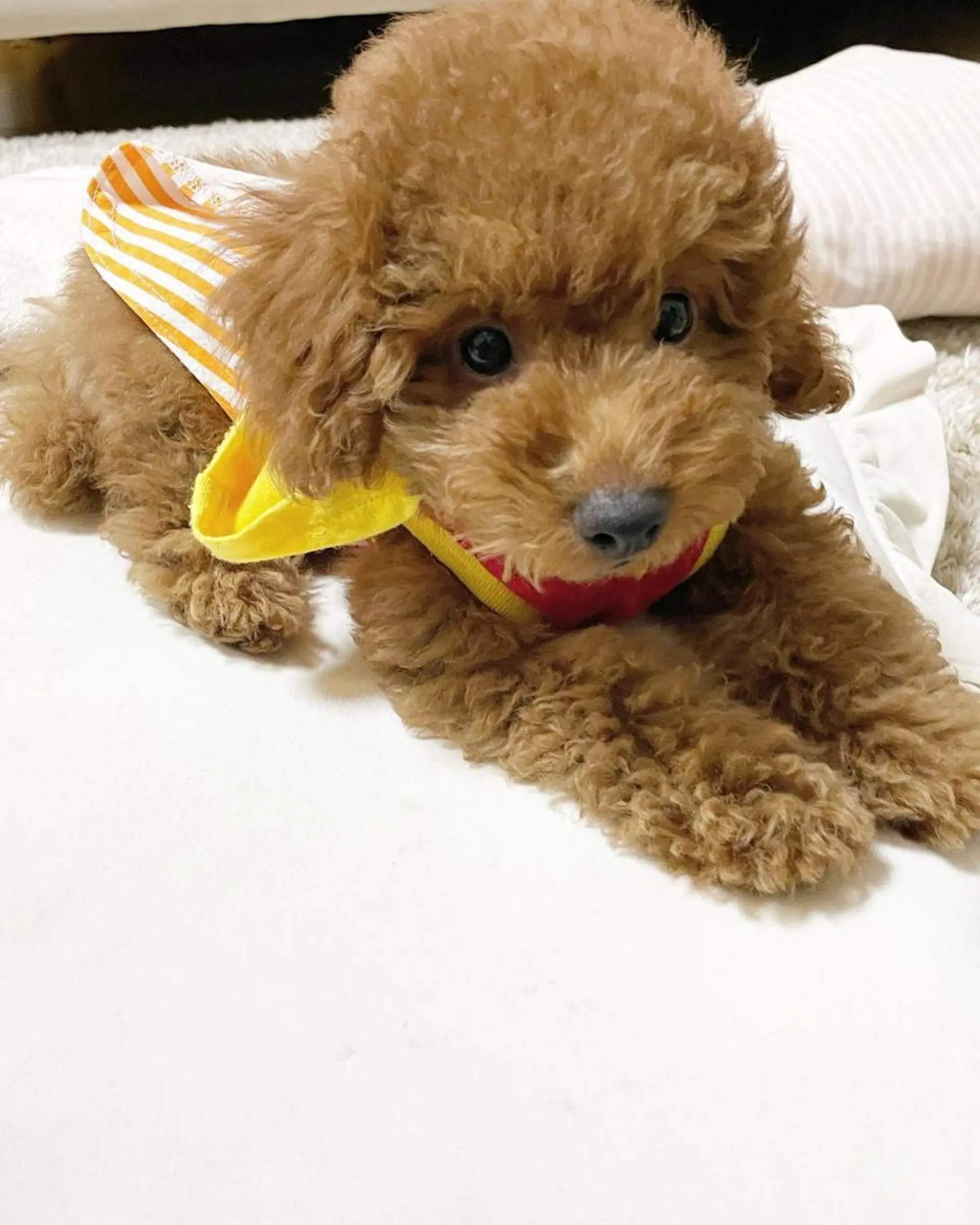 ショート カラー メンズ 🩷Eny terrace🩷のヘアスタイル