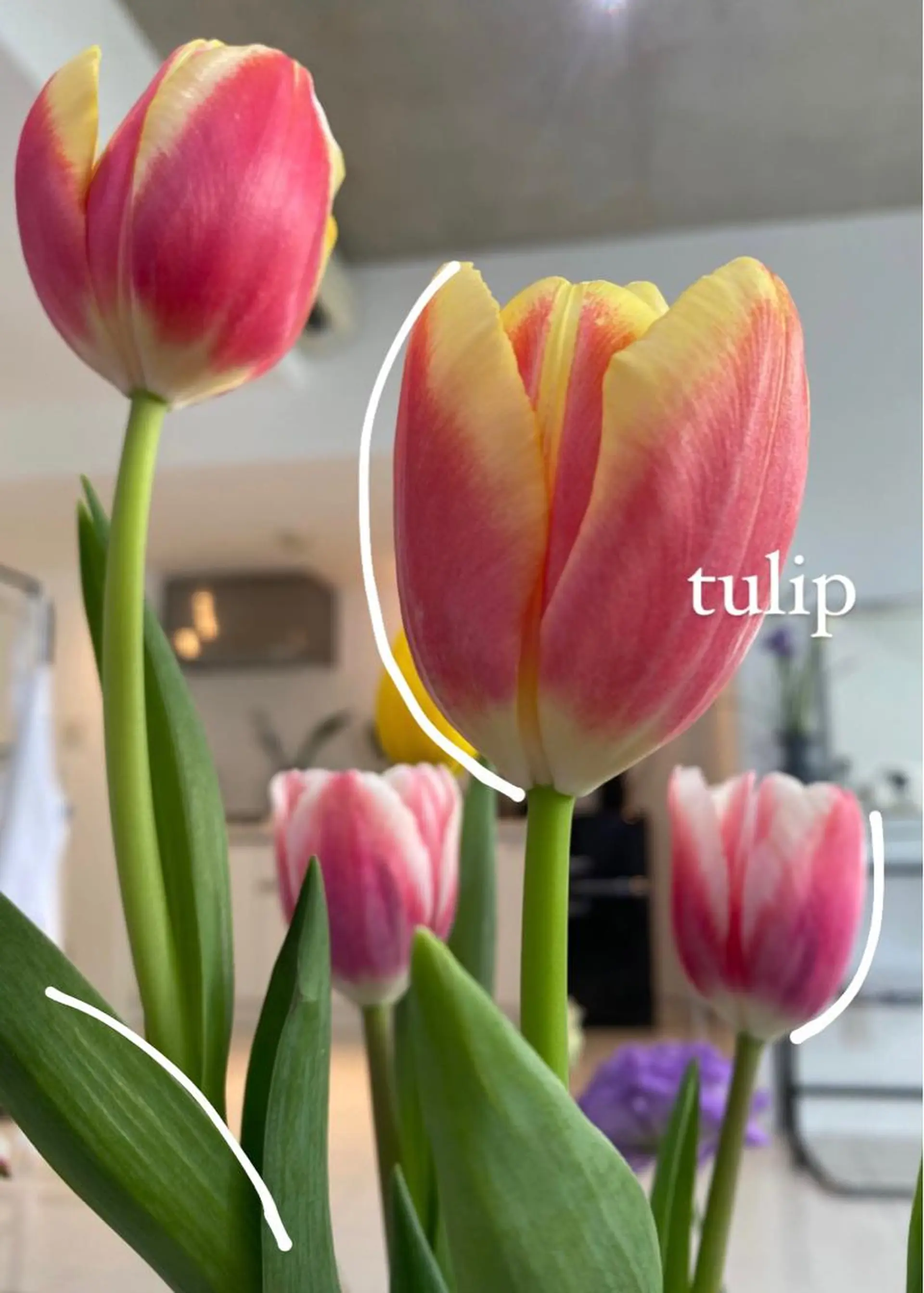 マツエク・マツパ アイブロウ eyes cream所属・まつ毛と眉毛のおみせ 🪄なんばのマツエク・マツパデザイン