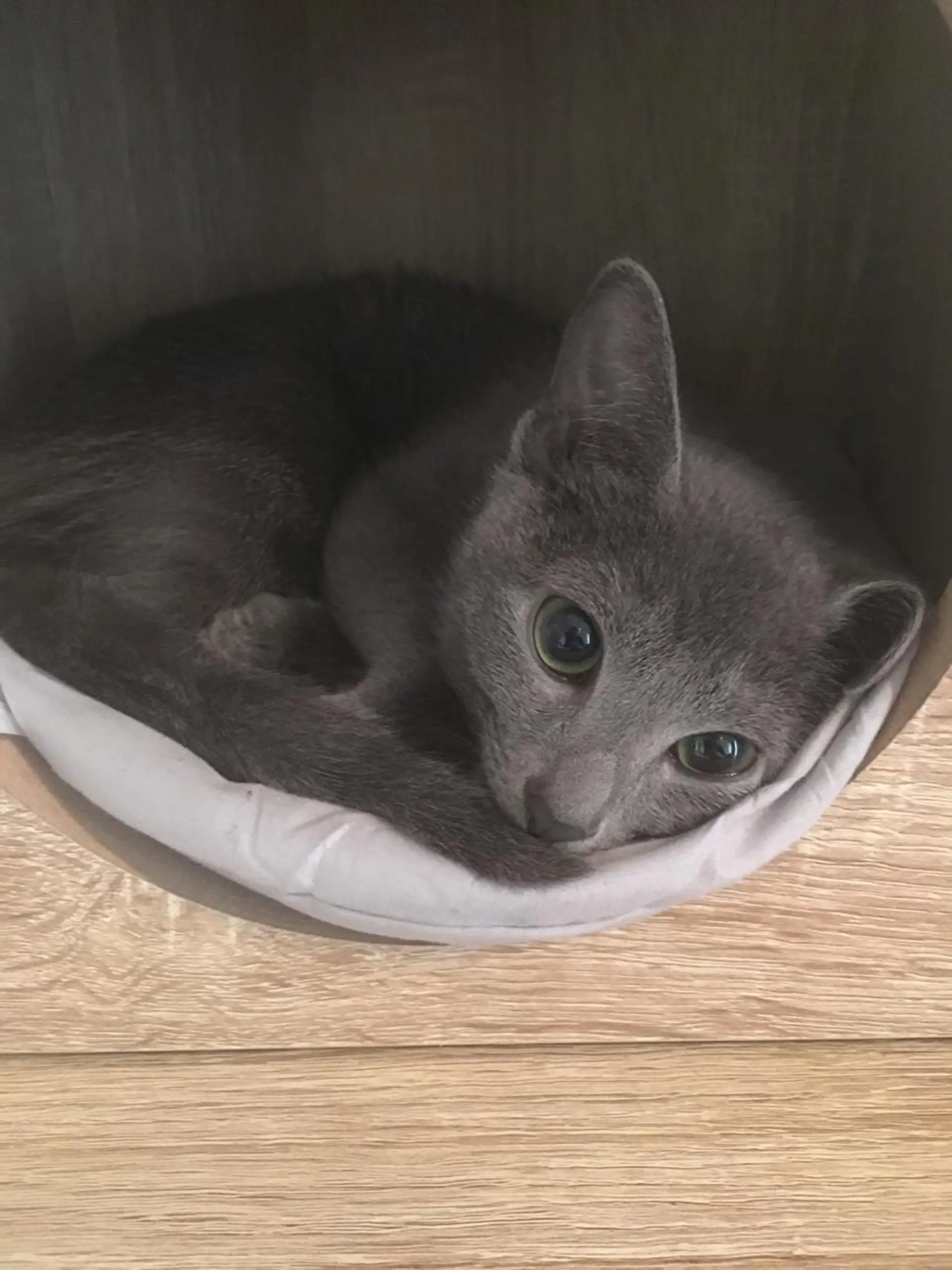 ショート カラー パーマ ヘアアレンジ メンズ キッズ ネイル マツエク・マツパ アニメ,Vオタク× 即効痩せエステサロンのエステ・リラクイメージ