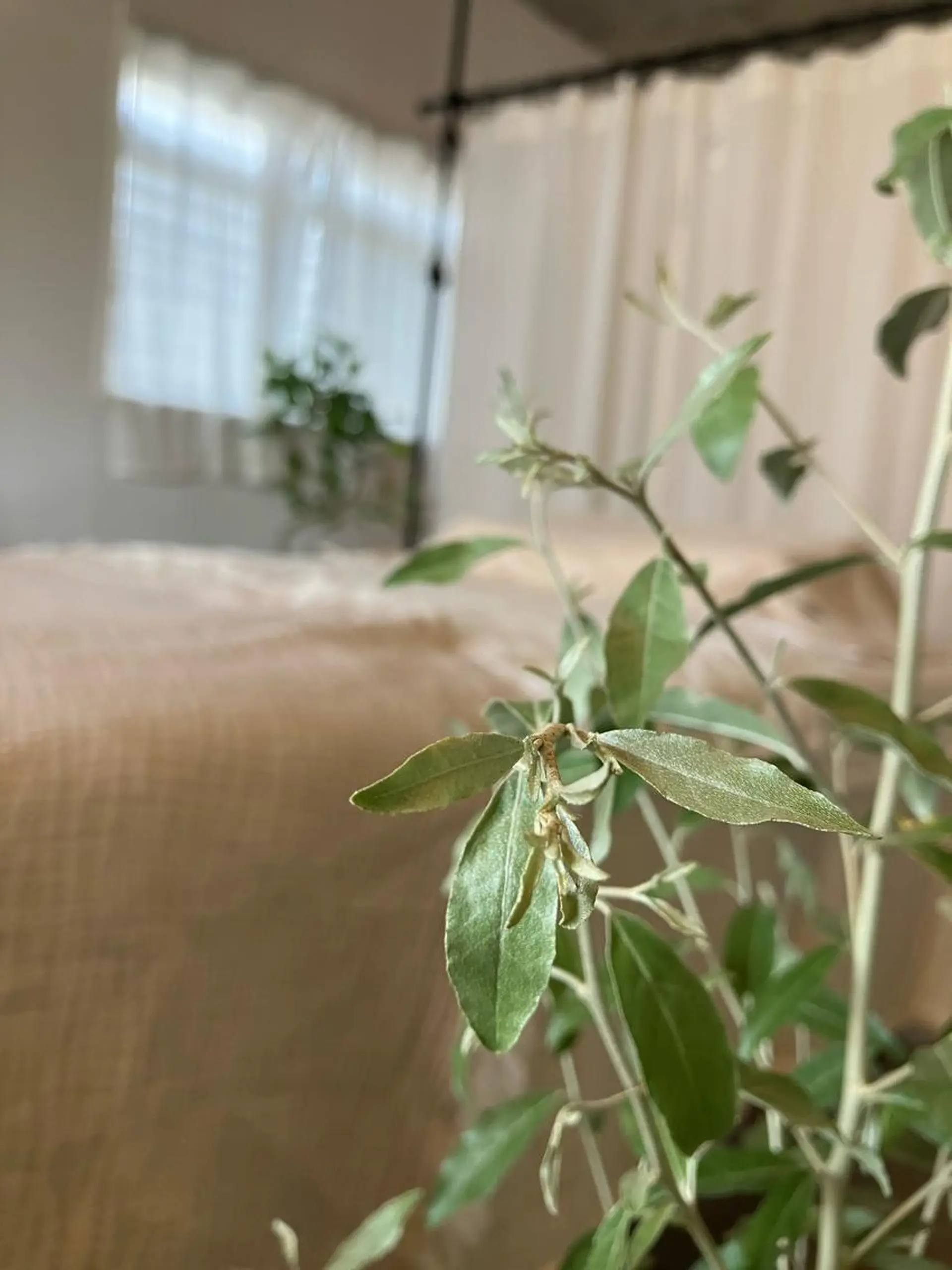 マツエク・マツパ Private salon tokiiro所属・エステtokiiro 南区大楠のエステ・リラクイメージ