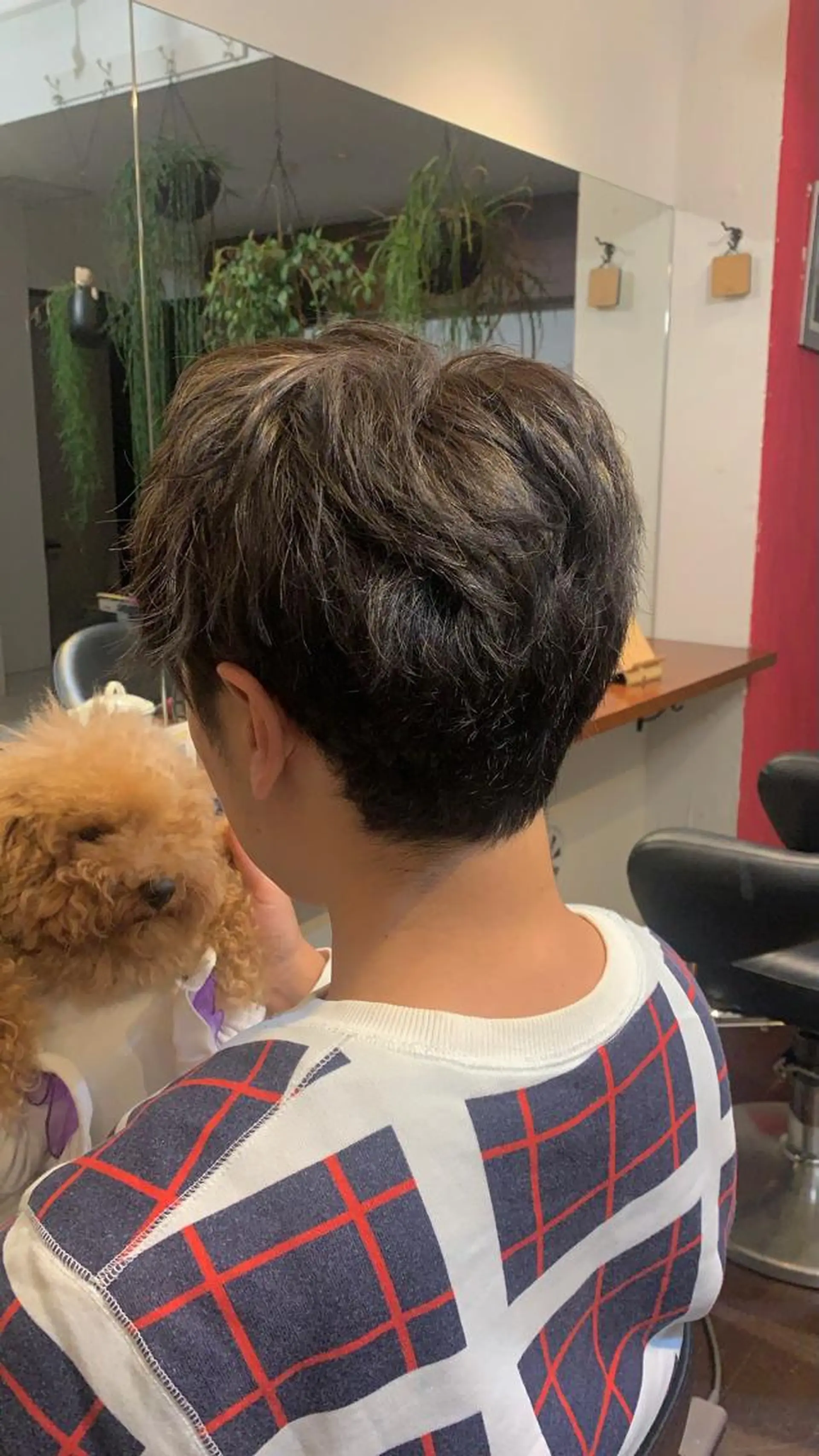 カラー メンズ メンズハイライト マッシュ ブルーカラー ブルージュ ハイライトカラー 柔らかブラウン/顔周 りレイヤー♡ユウシのヘアスタイル