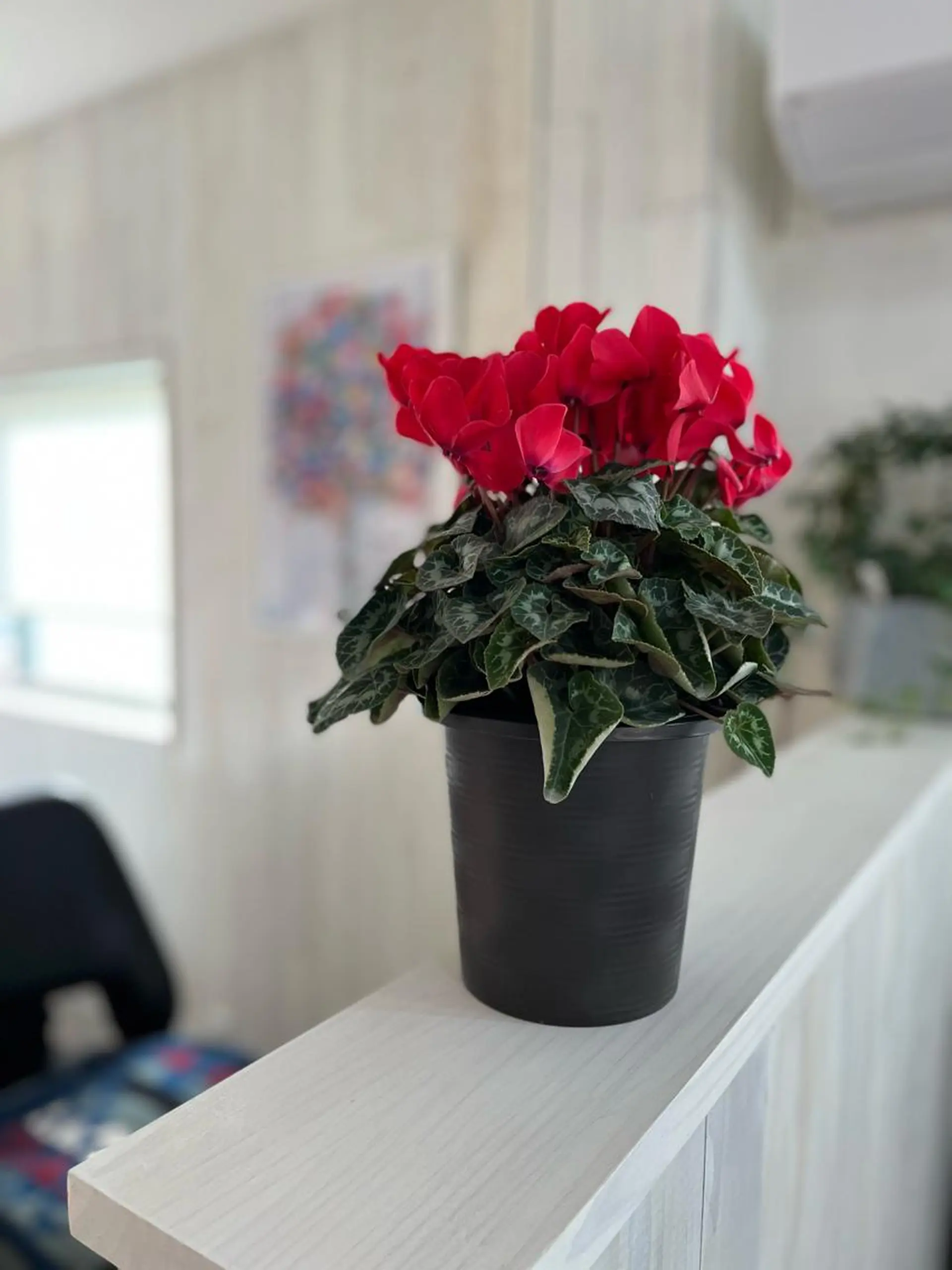 Sona hair & eyelash salon所属・紙屋 隼人のヘアスタイル