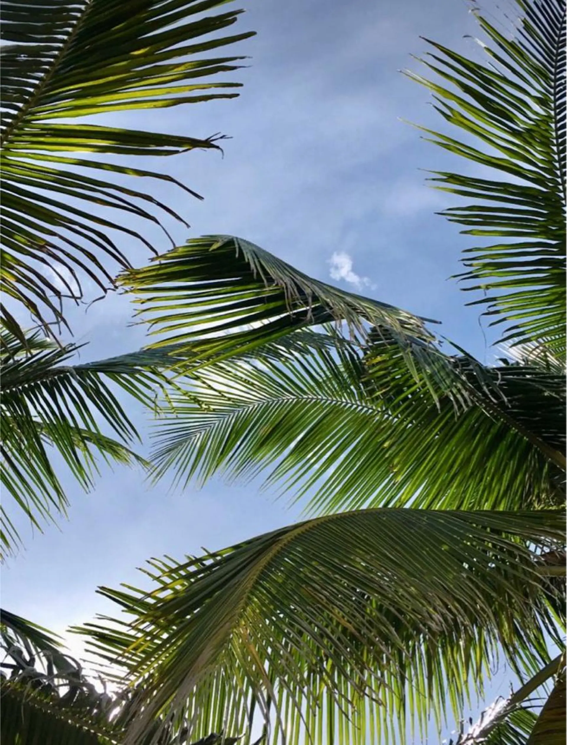 Bless hair &spa所属・🫧縮毛矯正／カラー ／bless松浦🫧のヘアスタイル