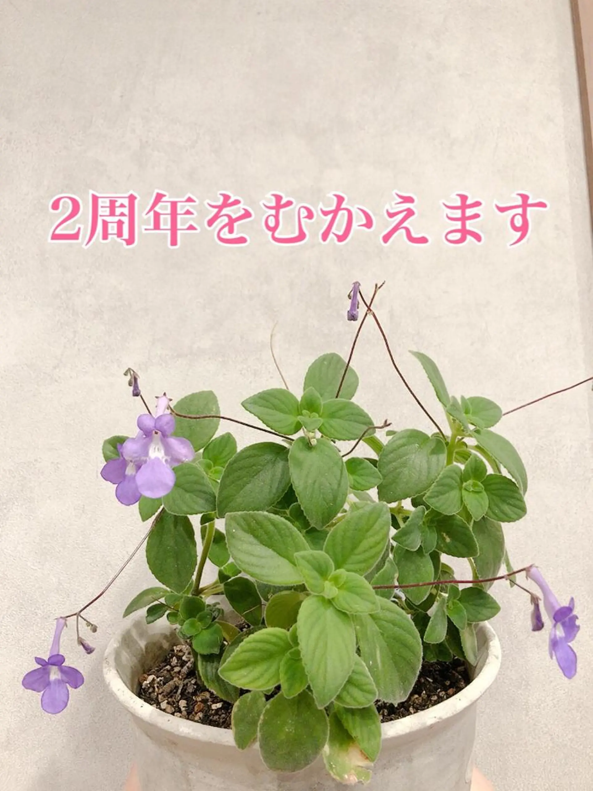 野咲き 美容室のマツエク・マツパデザイン