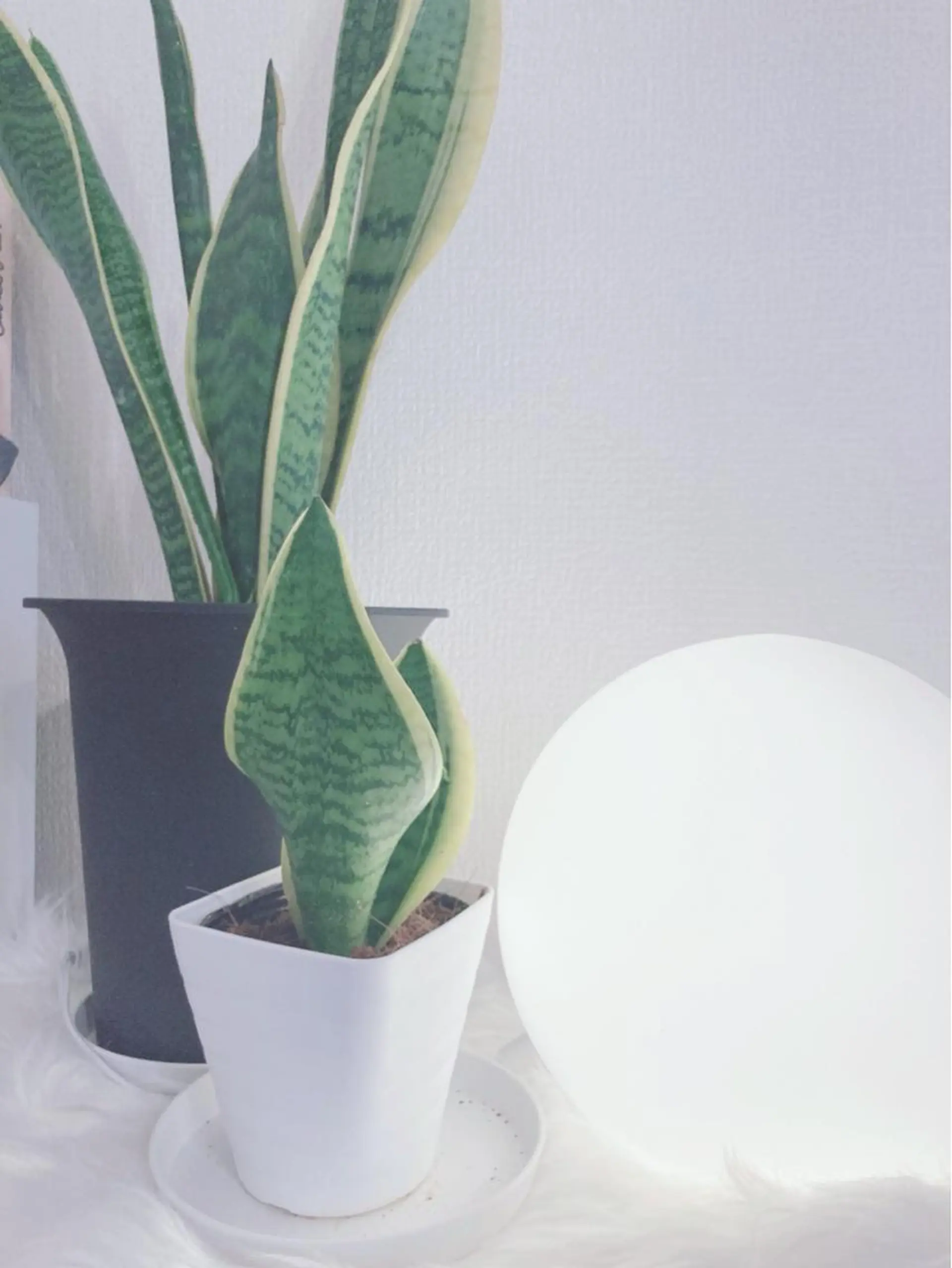 ミディアム カラー パーマ ヘアアレンジ メンズ キッズ ネイル マツエク・マツパ アイブロウ 脱毛 脱毛&美容サロン Dr.Epiのエステ・リラクイメージ