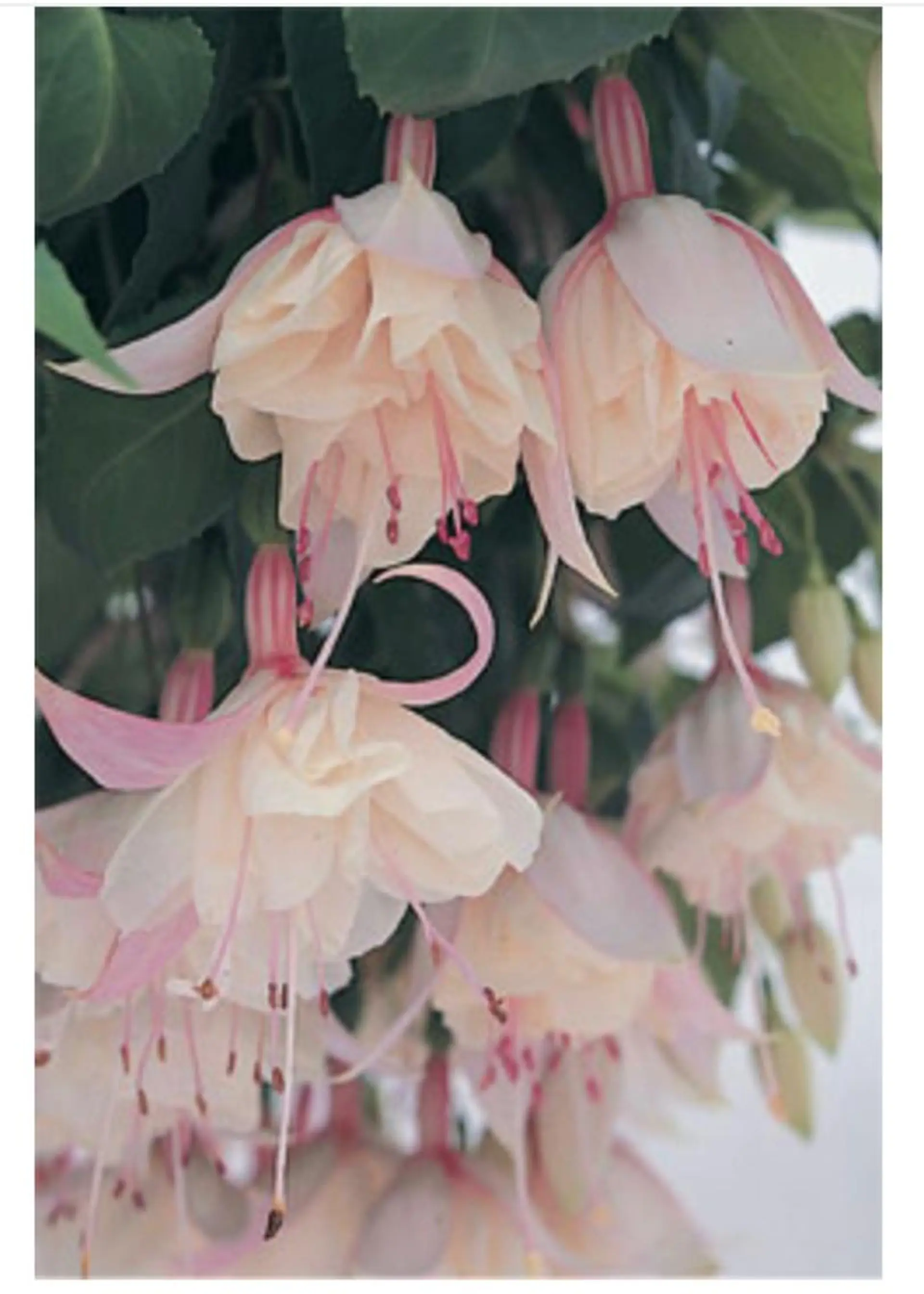 nail atelier  new moon所属・デザイン可愛いと評判 🌙new moonのネイルデザイン