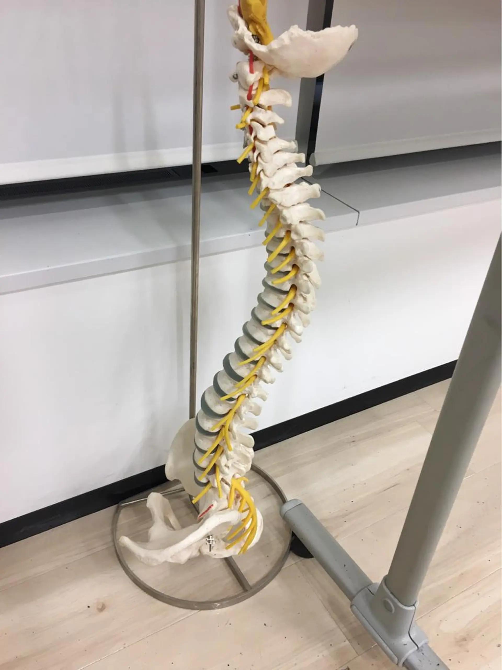 骨格診断 美容スポーツ整体Supreme Ace所属・骨盤矯正　SA ゆかりのエステ・リラクイメージ