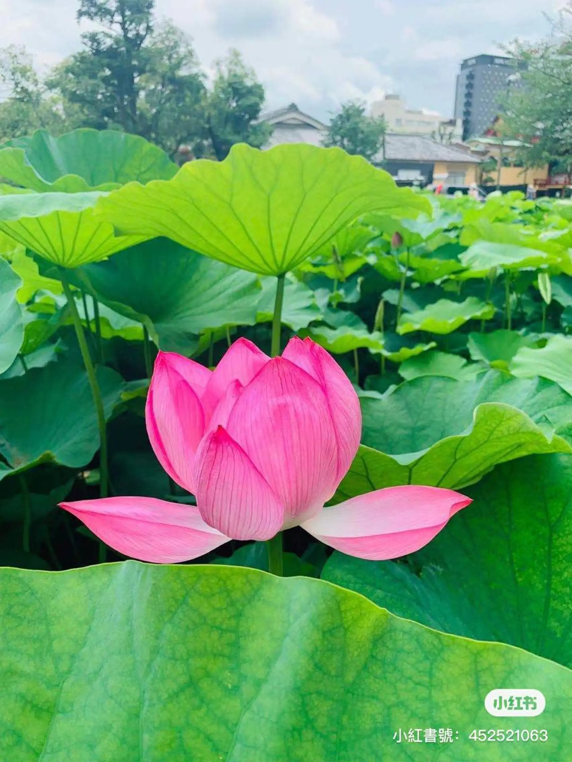 神山 ビューティー・アイのマツエク・マツパデザイン