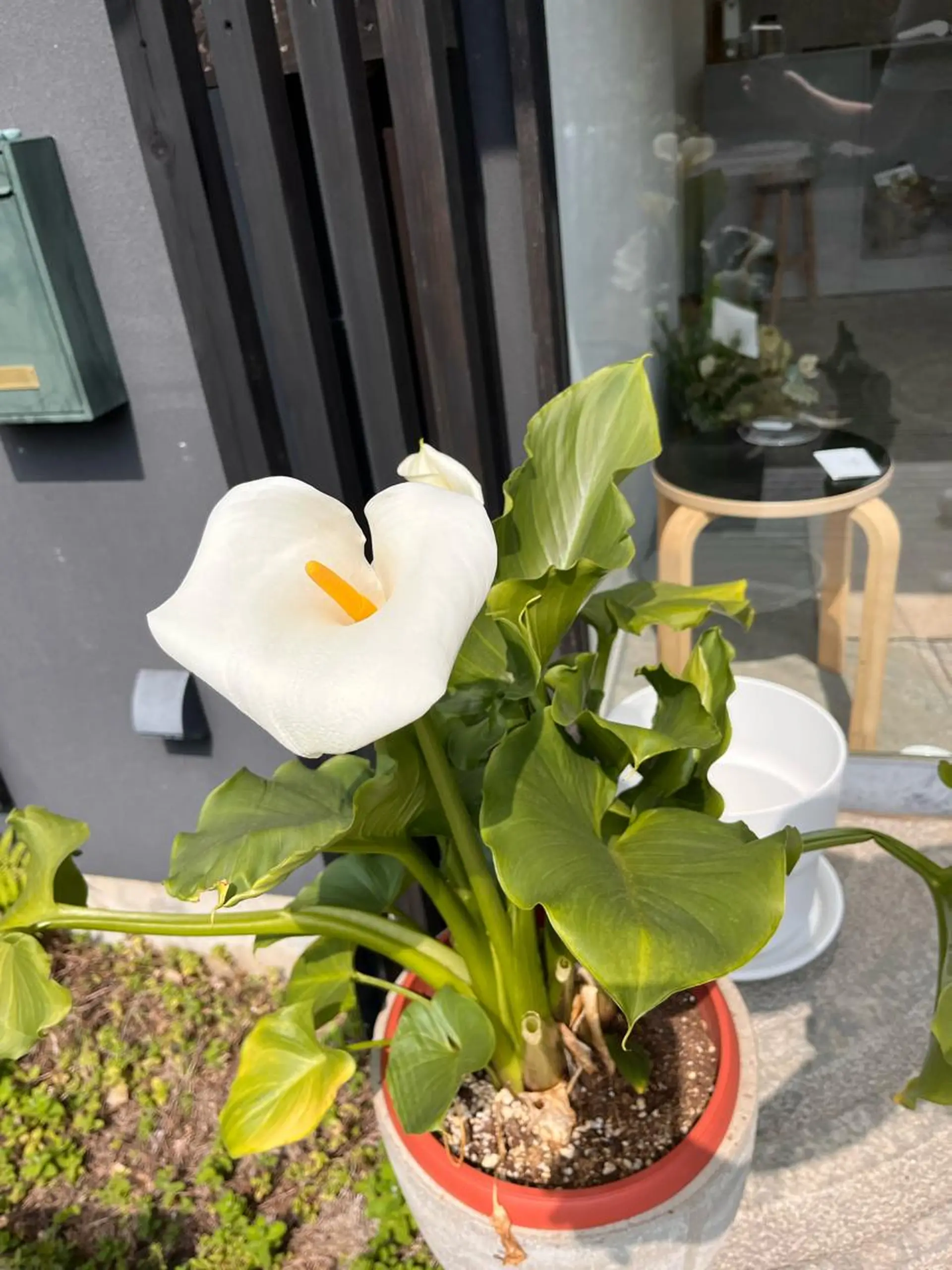 モダーン北鎌倉所属・中溝 アカリのヘアスタイル