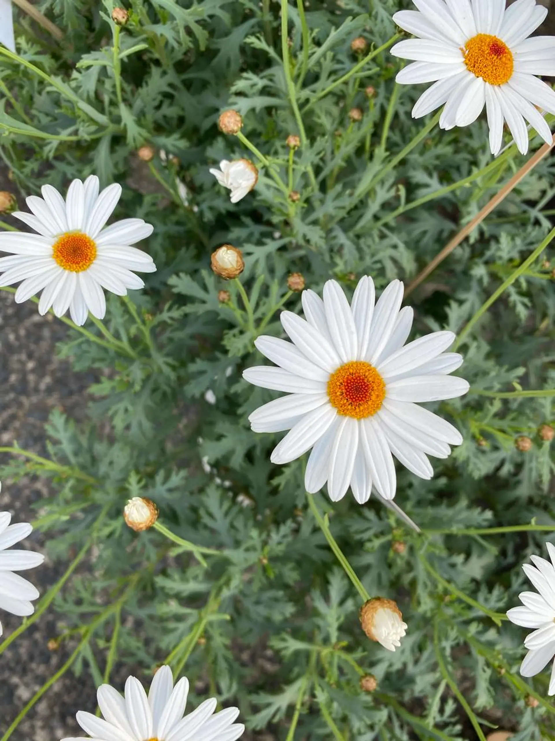 モダーン北鎌倉所属・中溝 アカリのヘアスタイル