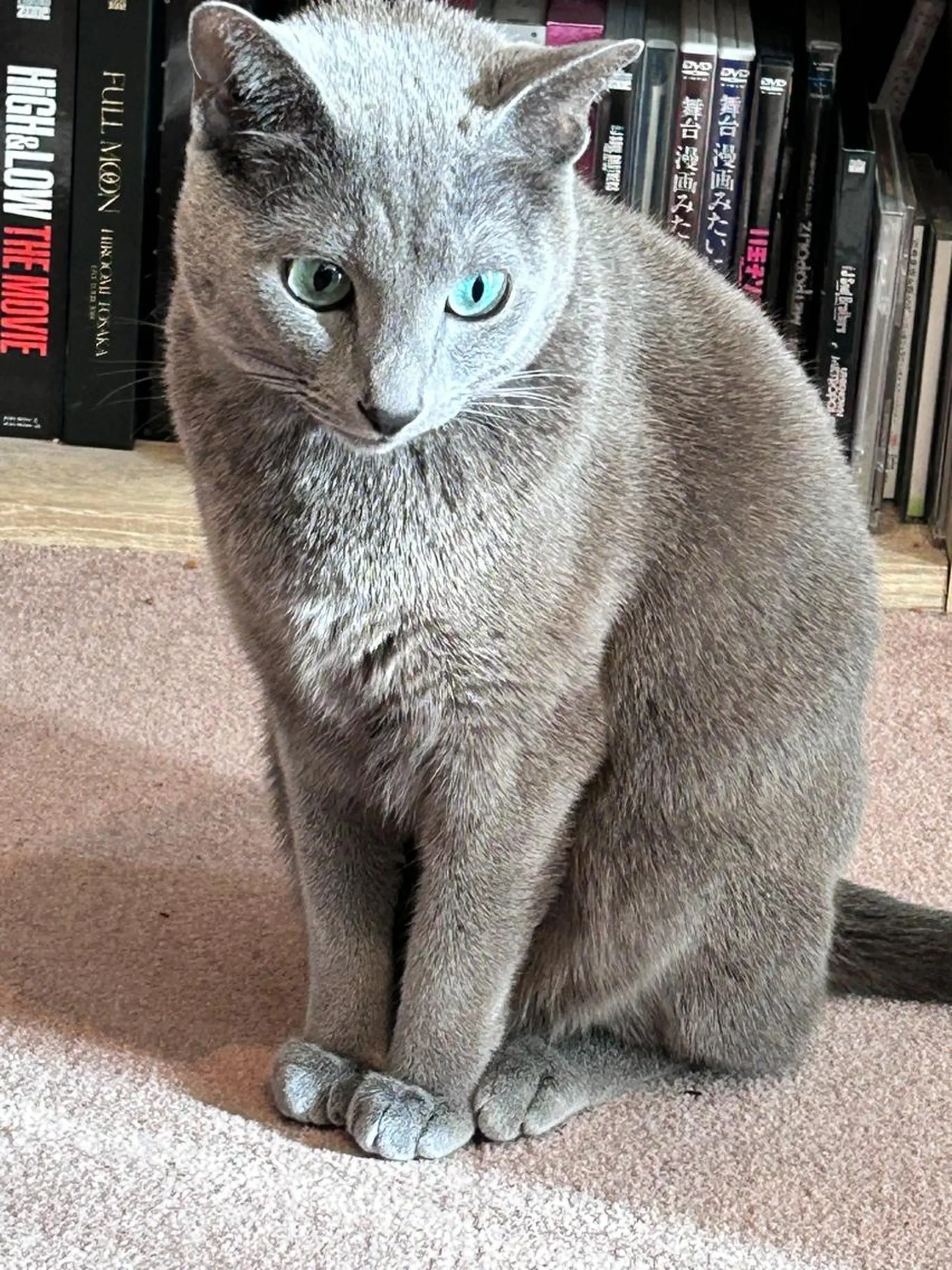 ショート カラー パーマ ヘアアレンジ メンズ キッズ ネイル マツエク・マツパ アイブロウ アニメ,Vオタク× 即効痩せエステサロンのエステ・リラクイメージ