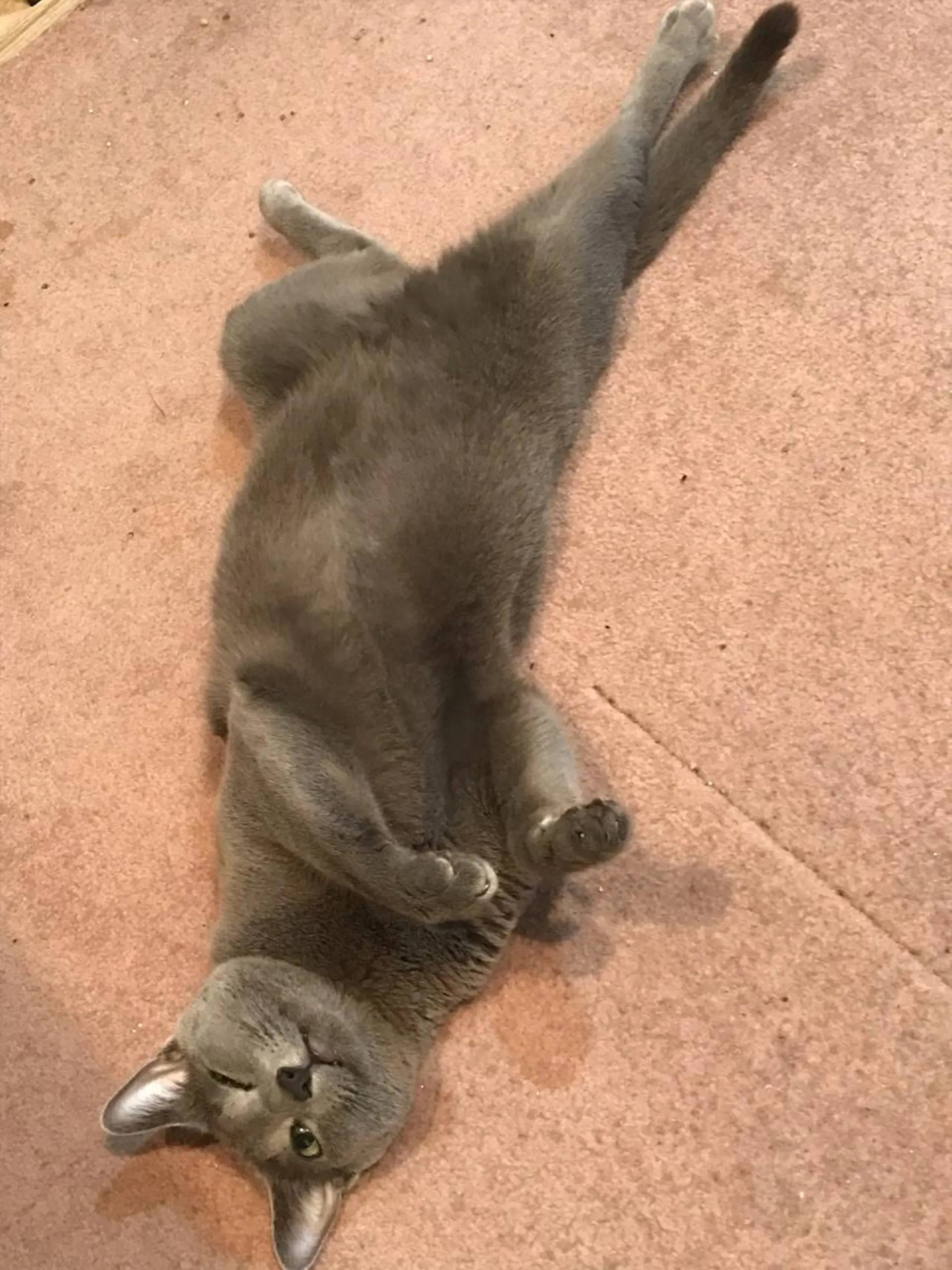 ミディアム カラー パーマ ヘアアレンジ メンズ キッズ ネイル マツエク・マツパ アイブロウ アニメ,Vオタク× 即効痩せエステサロンのエステ・リラクイメージ