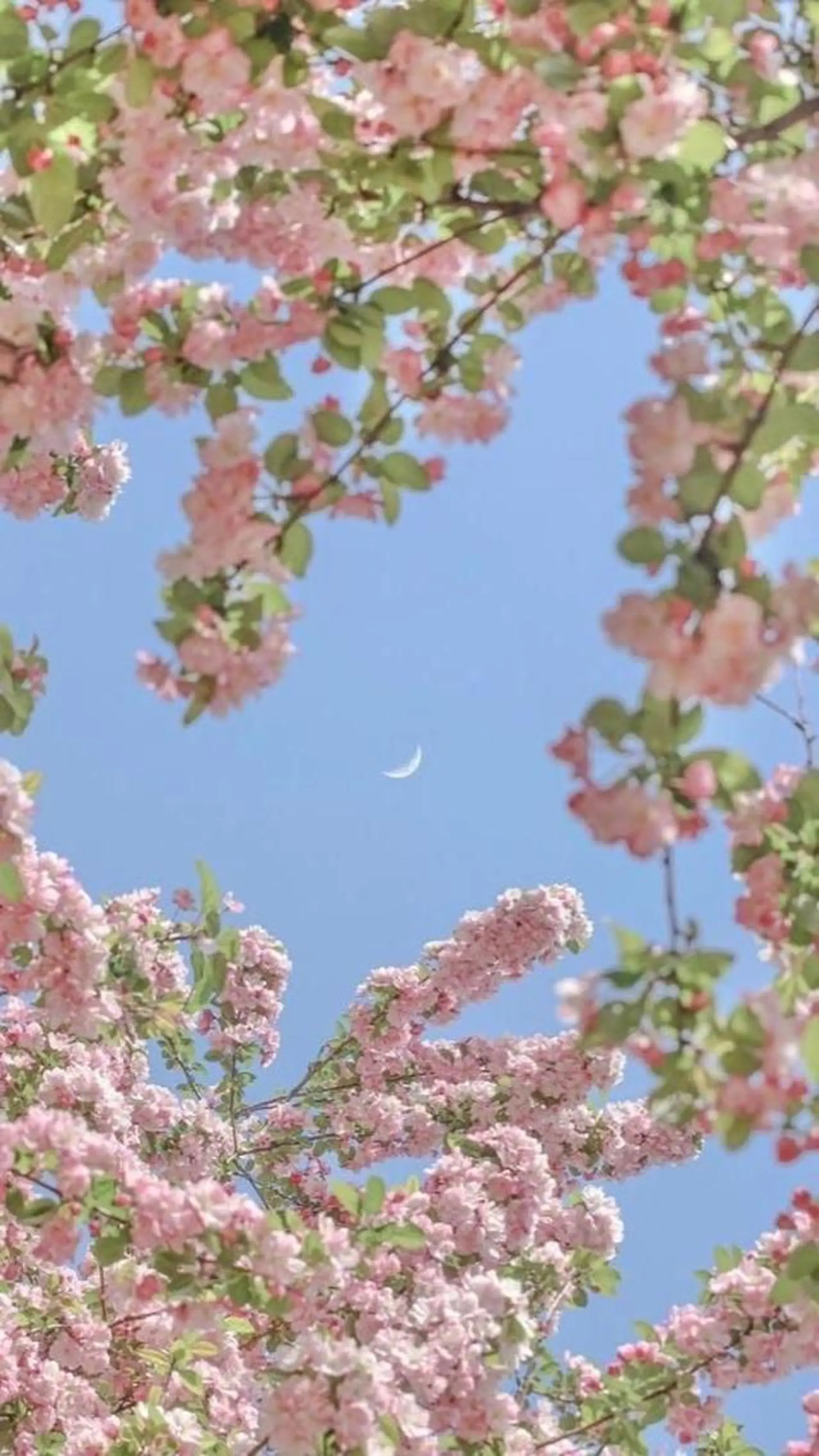 Bianca大宮店 マヘリ未奈🤎のマツエク・マツパデザイン