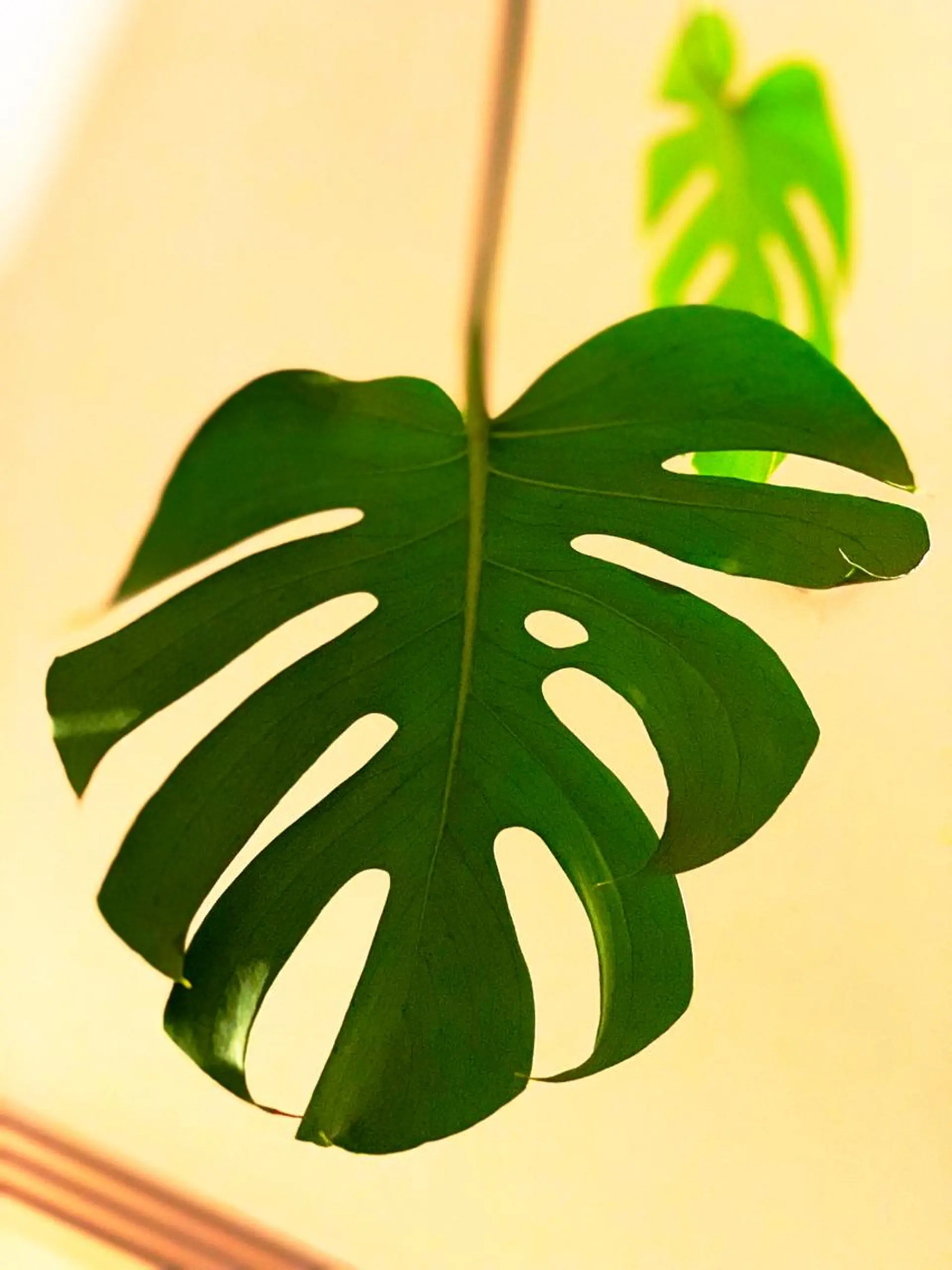 リラクゼーションマッサージHandMild所属・スパイス鍼灸師 多田龍司のエステ・リラクイメージ