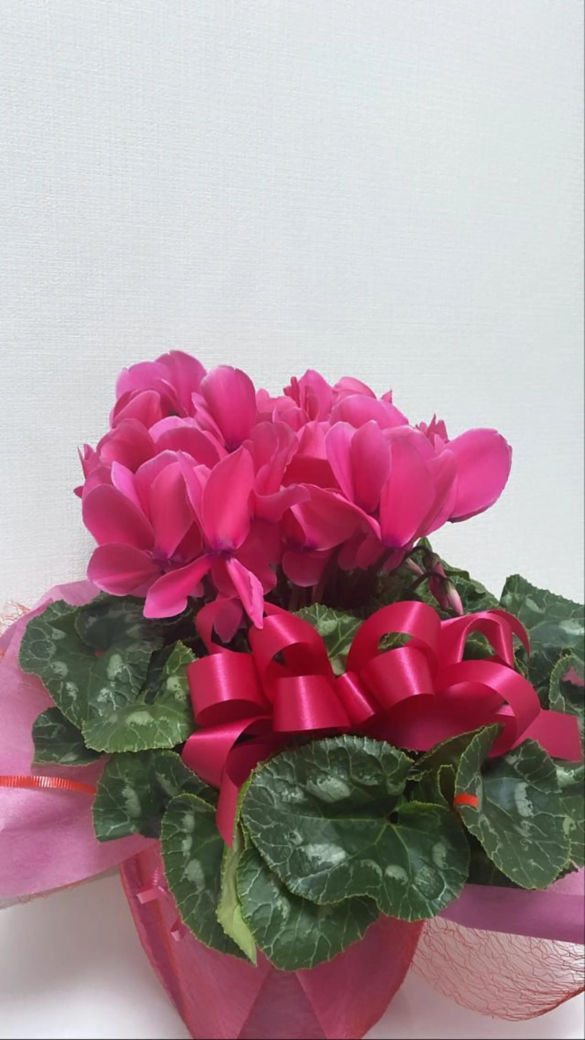 ネイル Private Salon S.Nail所属・S.Nail 𓂃٭のネイルデザイン