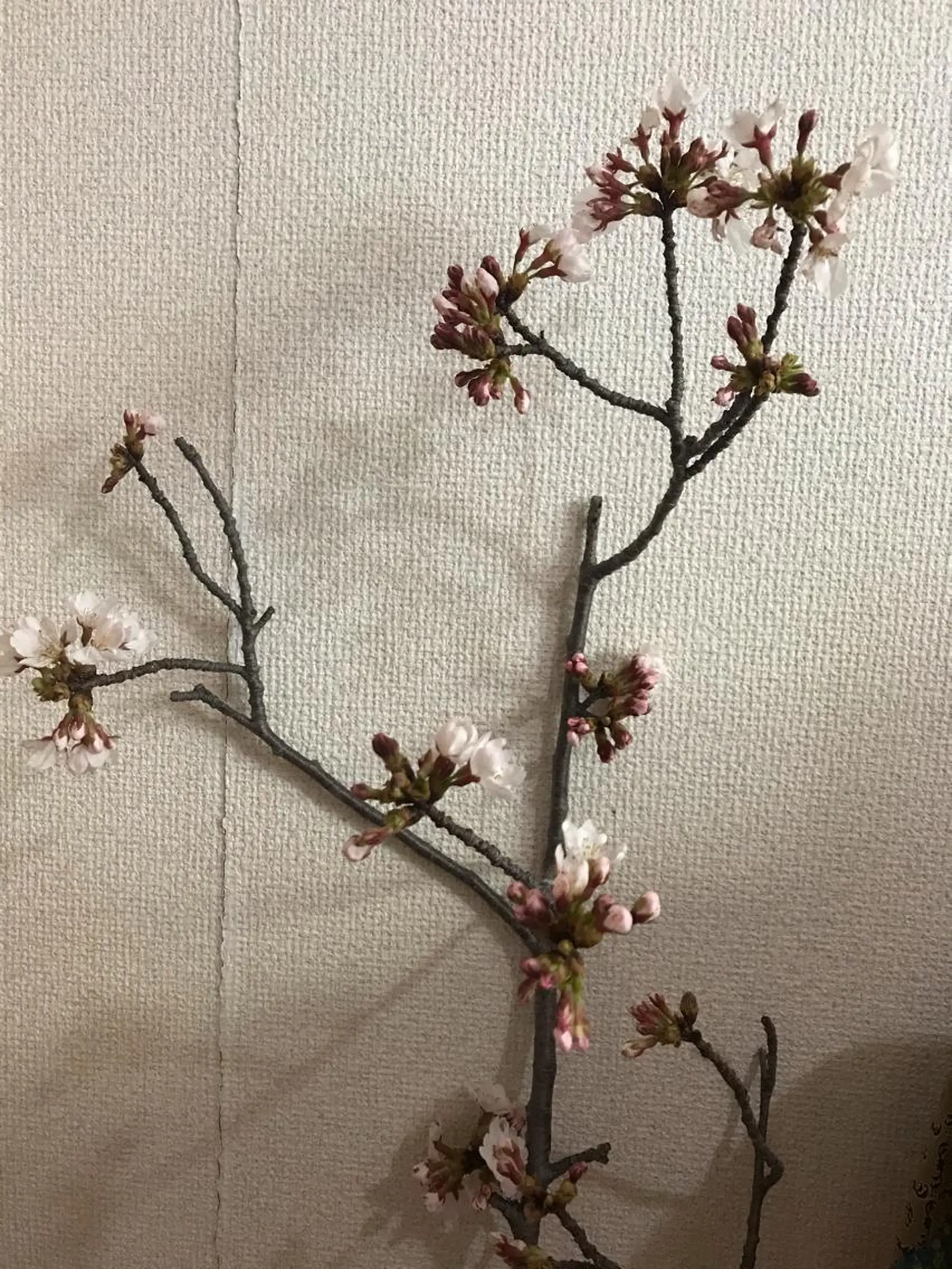 岩井 秋子のエステ・リラクイメージ