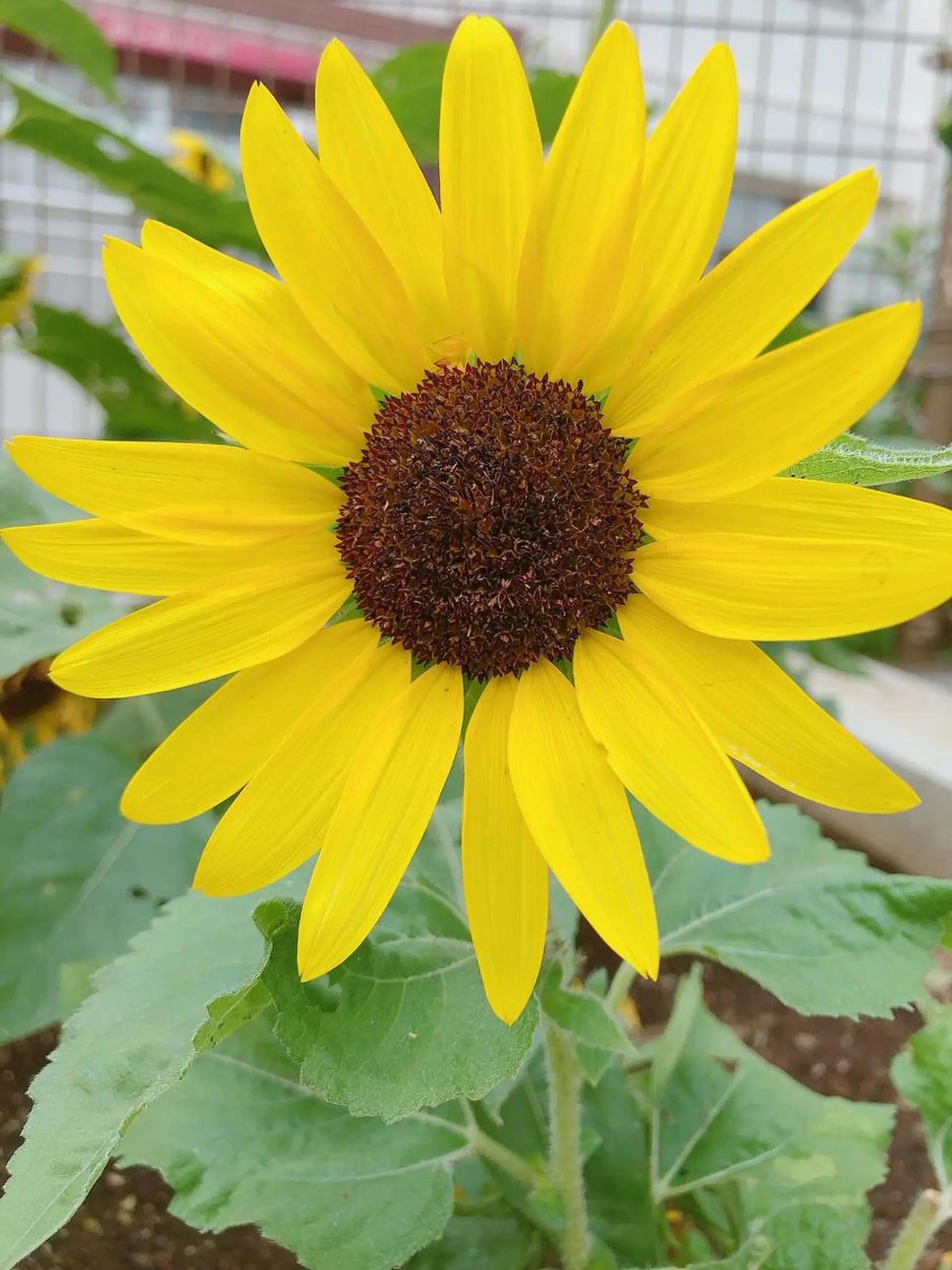 マツエク・マツパ なかむら 🪡のマツエク・マツパデザイン