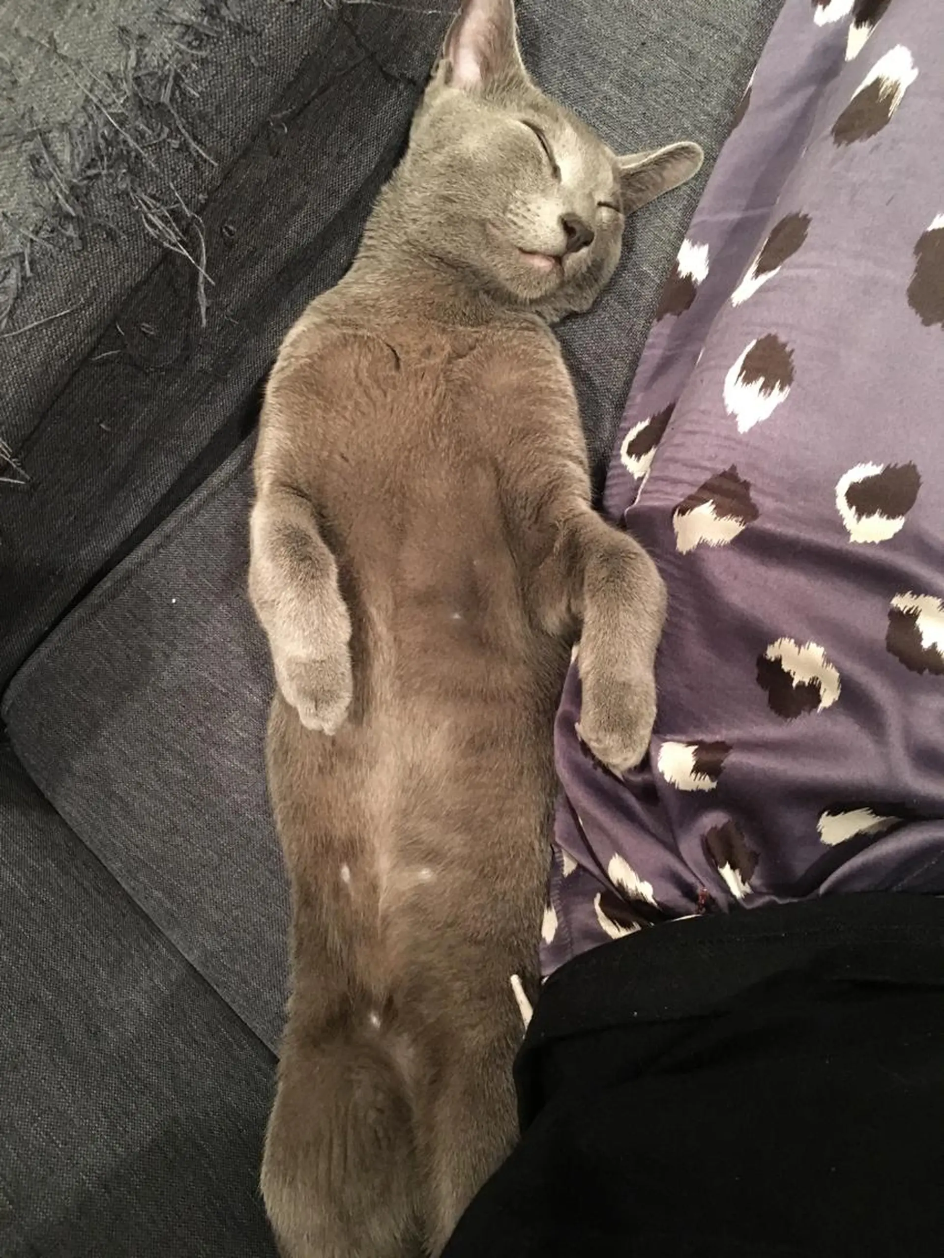 ショート カラー パーマ ヘアアレンジ メンズ キッズ ネイル マツエク・マツパ アニメ,Vオタク× 即効痩せエステサロンのエステ・リラクイメージ