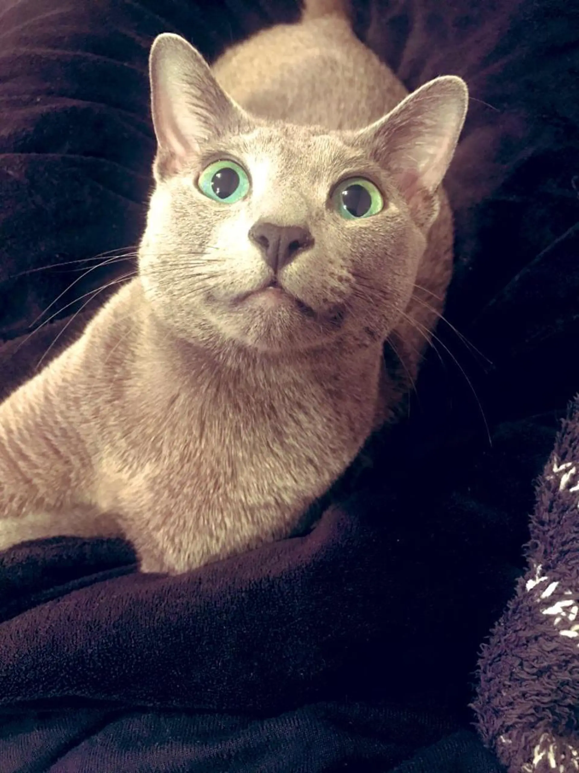 ショート カラー パーマ ヘアアレンジ メンズ キッズ ネイル マツエク・マツパ アニメ,Vオタク× 即効痩せエステサロンのエステ・リラクイメージ