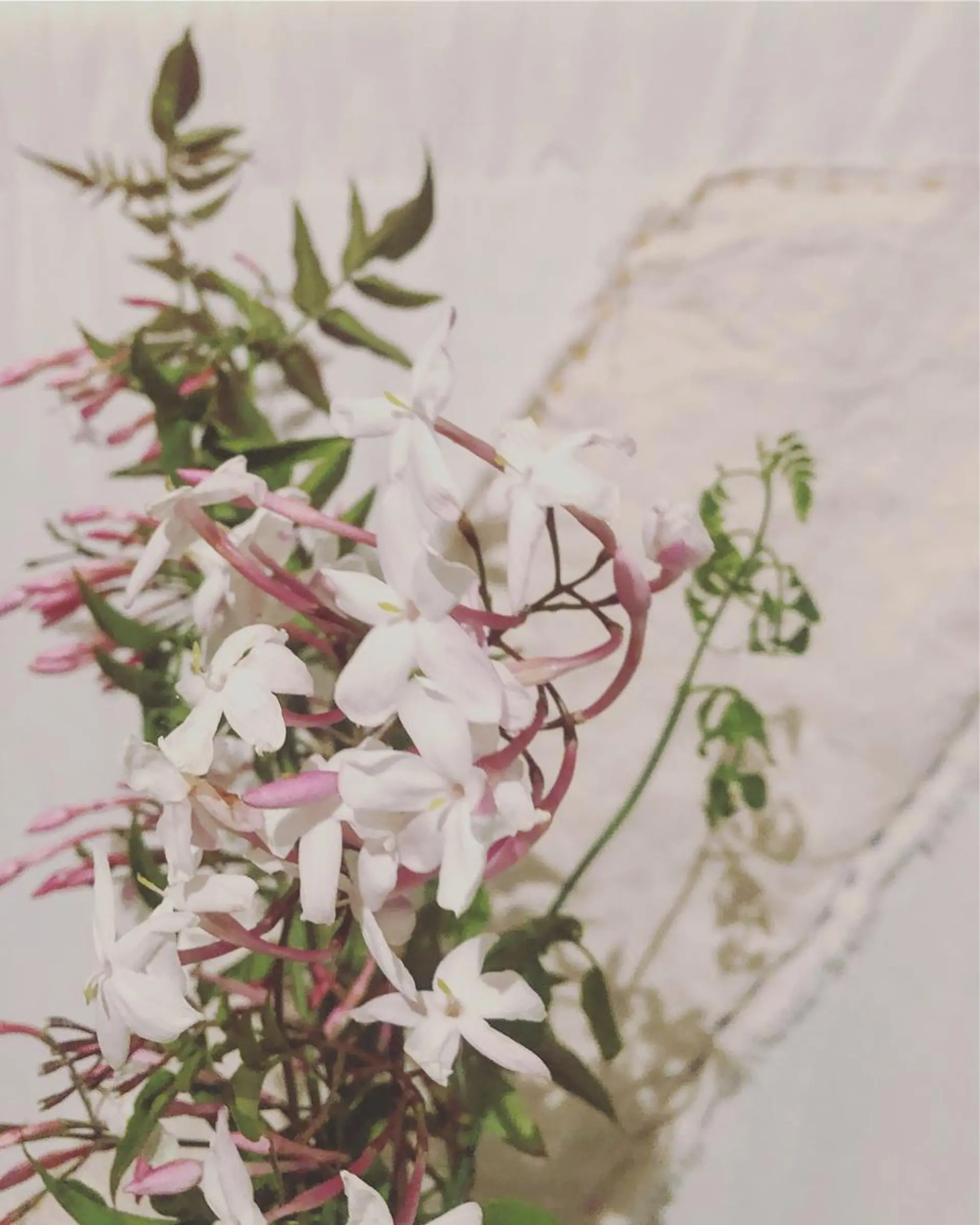 basico  のエステ・リラクイメージ