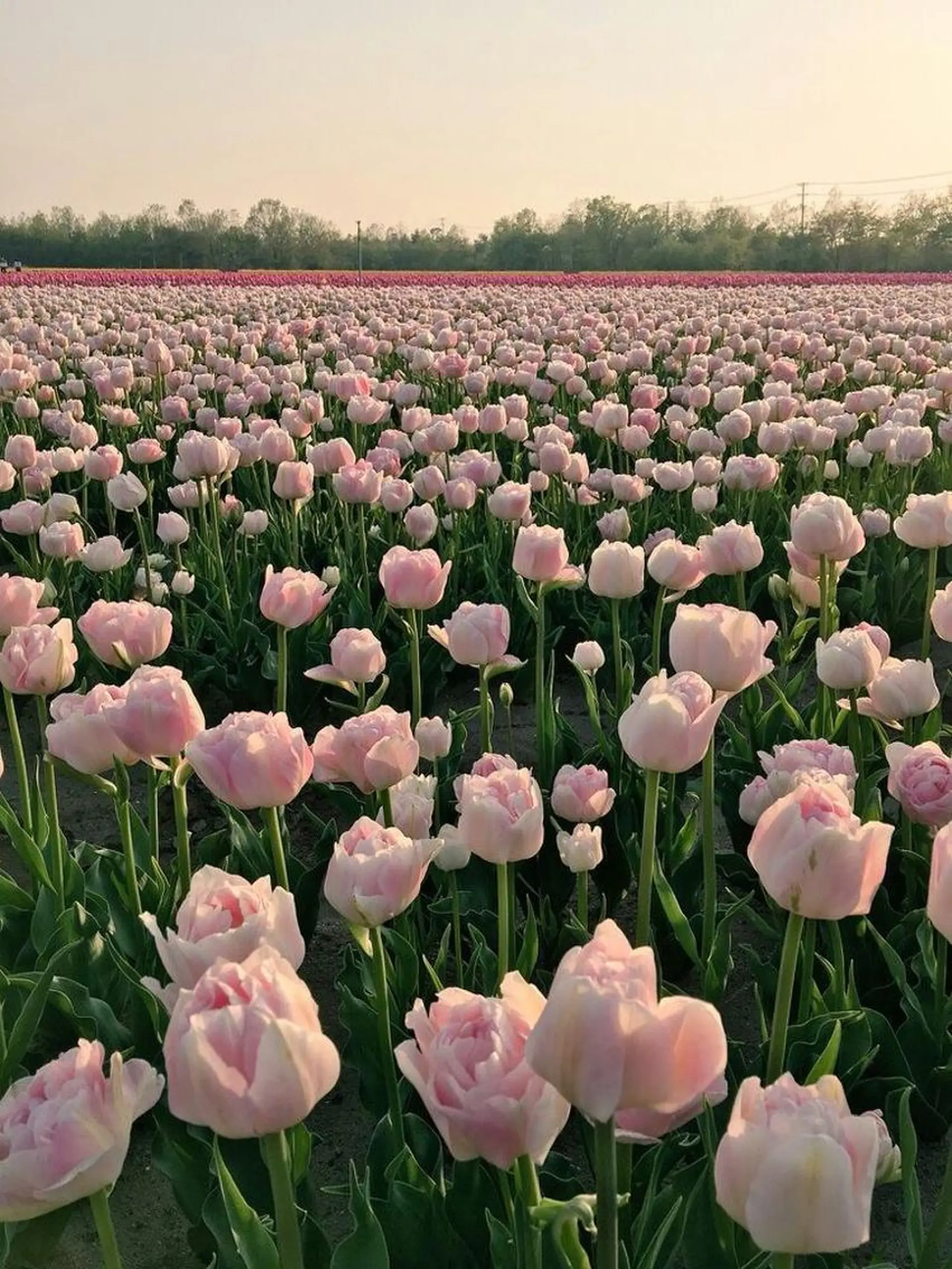 Bianca大宮店 マヘリ未奈🤎のマツエク・マツパデザイン