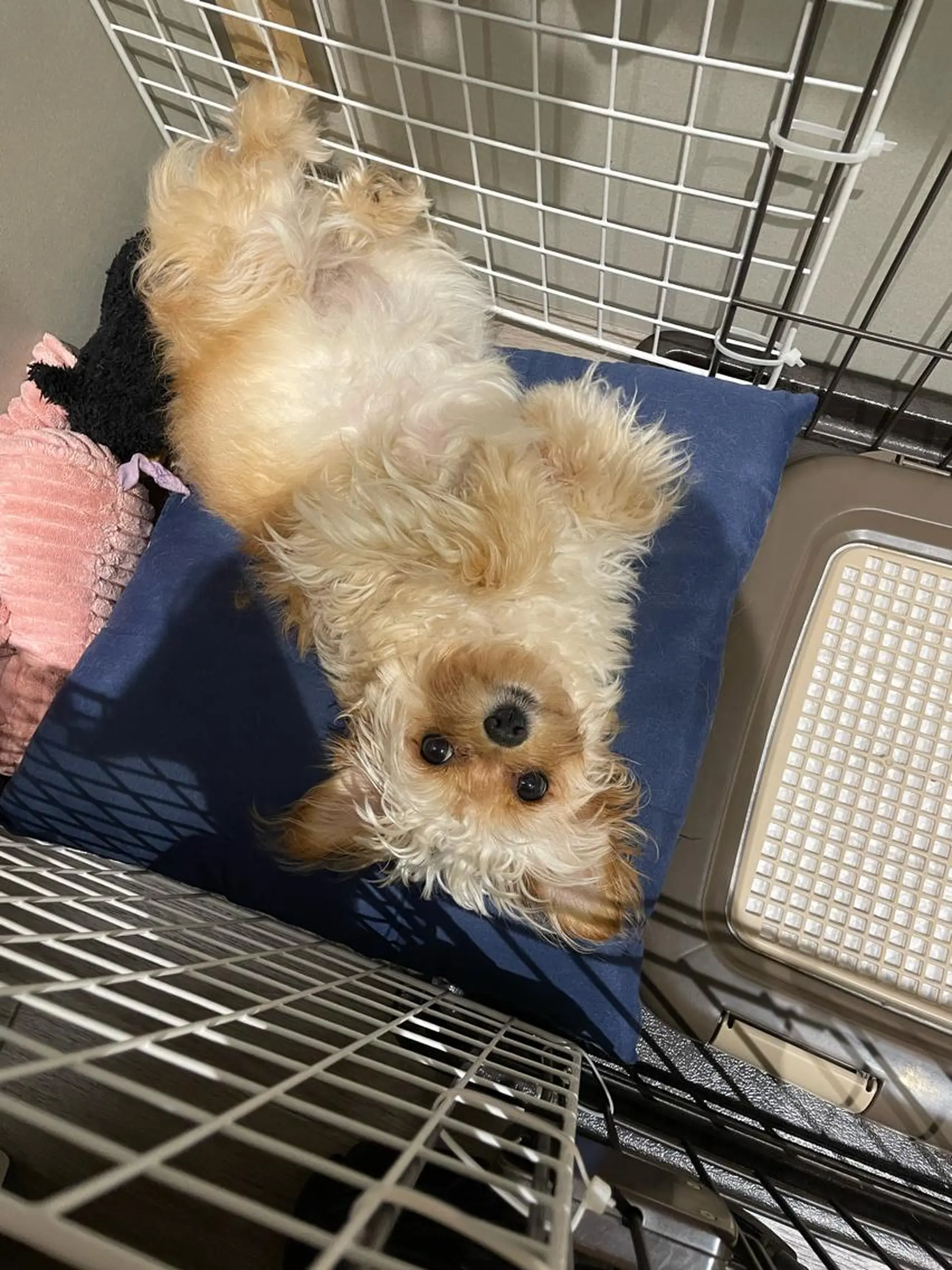 カラー 韓国風/オシャレ /縮毛矯正/滝口琴未のヘアスタイル