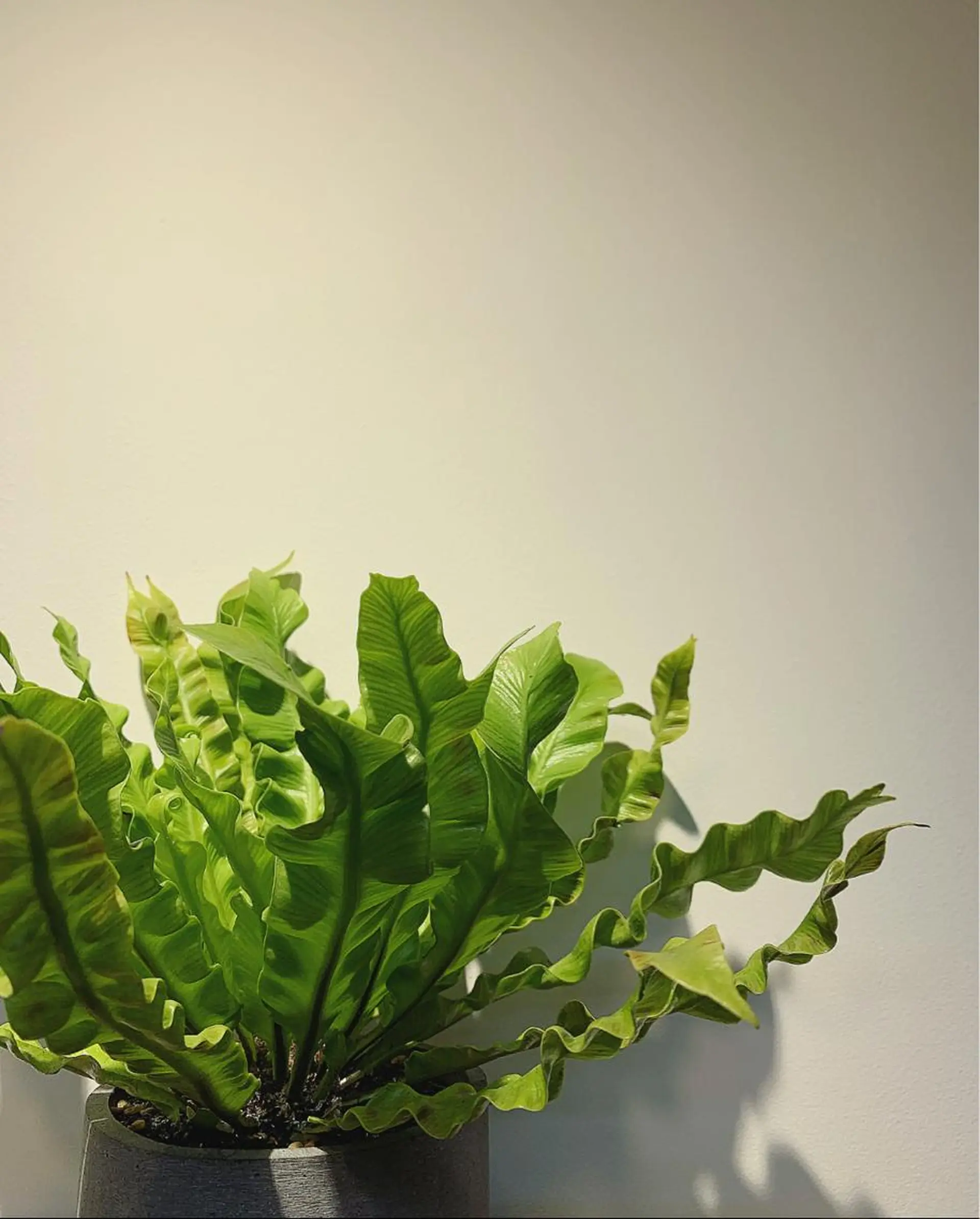 メンズ LOuNICA/銀座 RYUNOSUKEのヘアスタイル