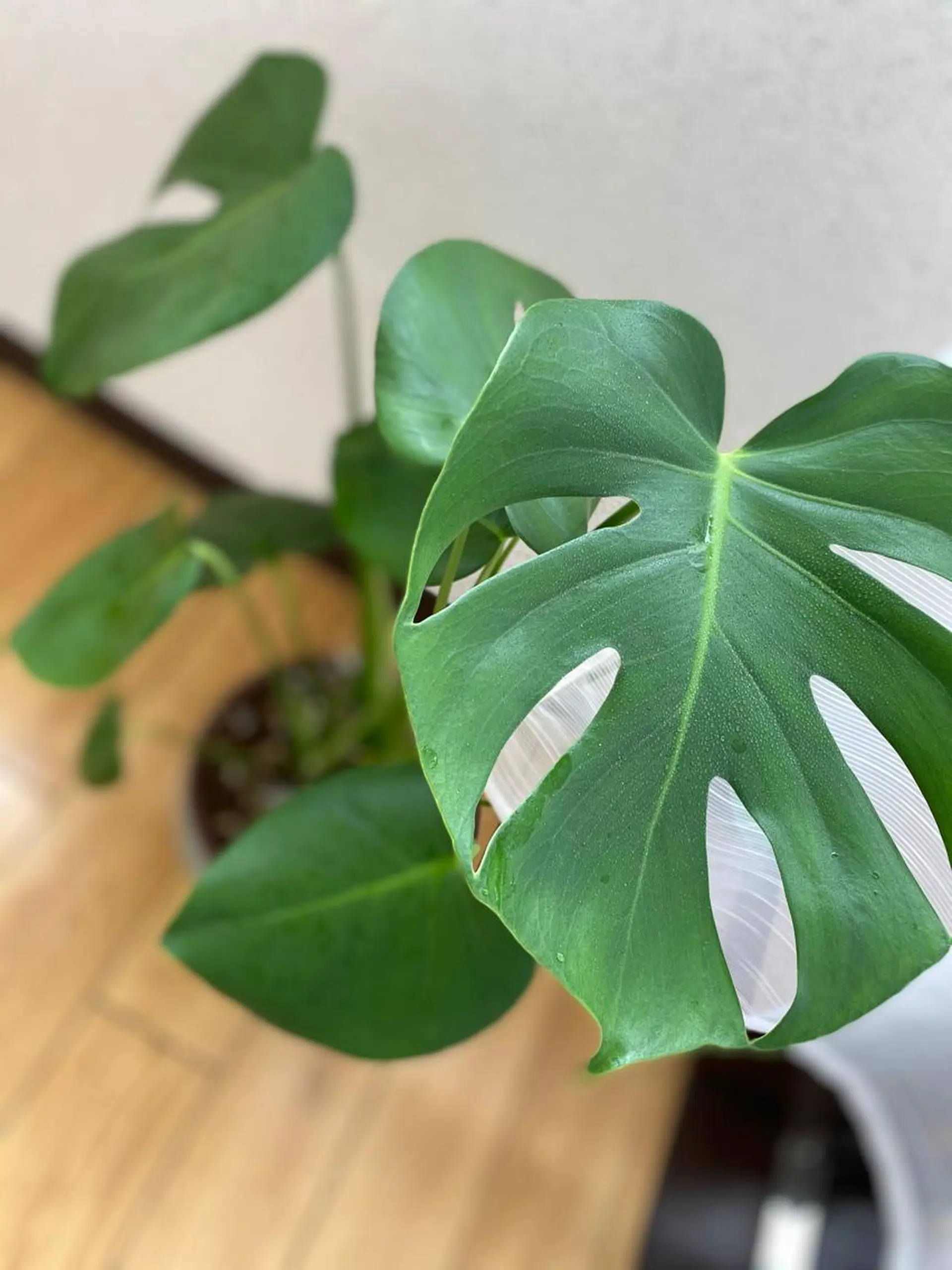 マツエク・マツパ f.【エフドット】 二俣川のマツエク・マツパデザイン