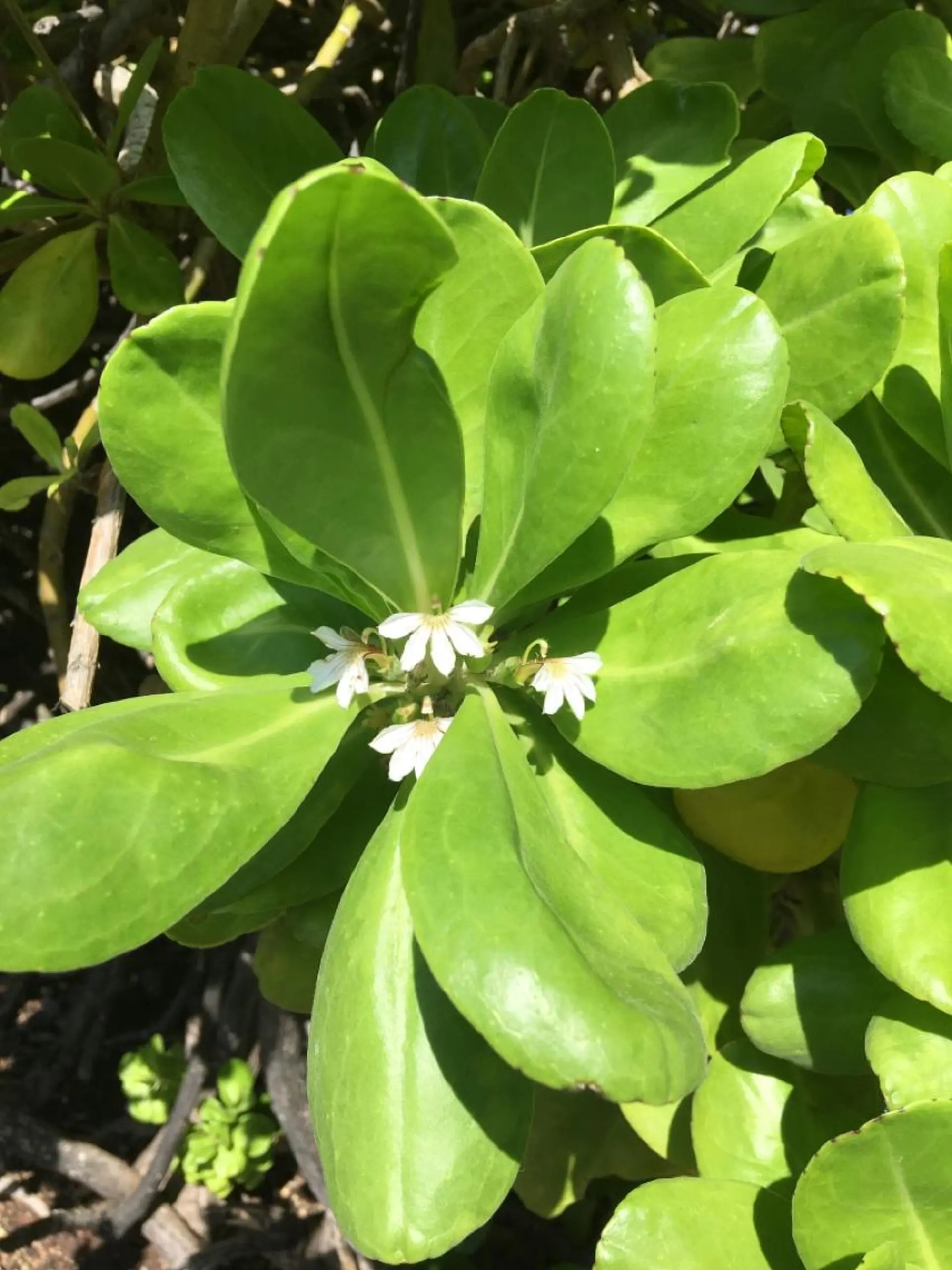 【安心ハンドテク】 メナード富田丘のエステ・リラクイメージ