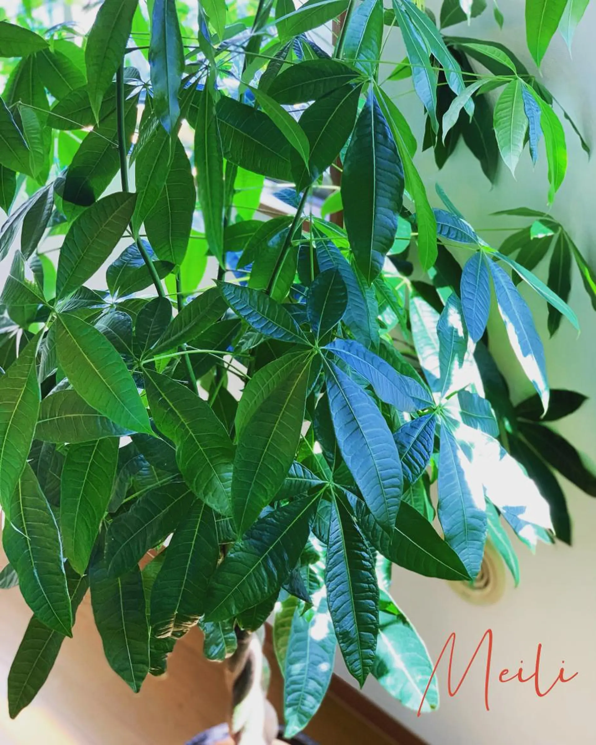 マツエク・マツパ フラットラッシュ まつげパーマ Eyelash Salon Meili所属・Sayo Naraharaのマツエク・マツパデザイン