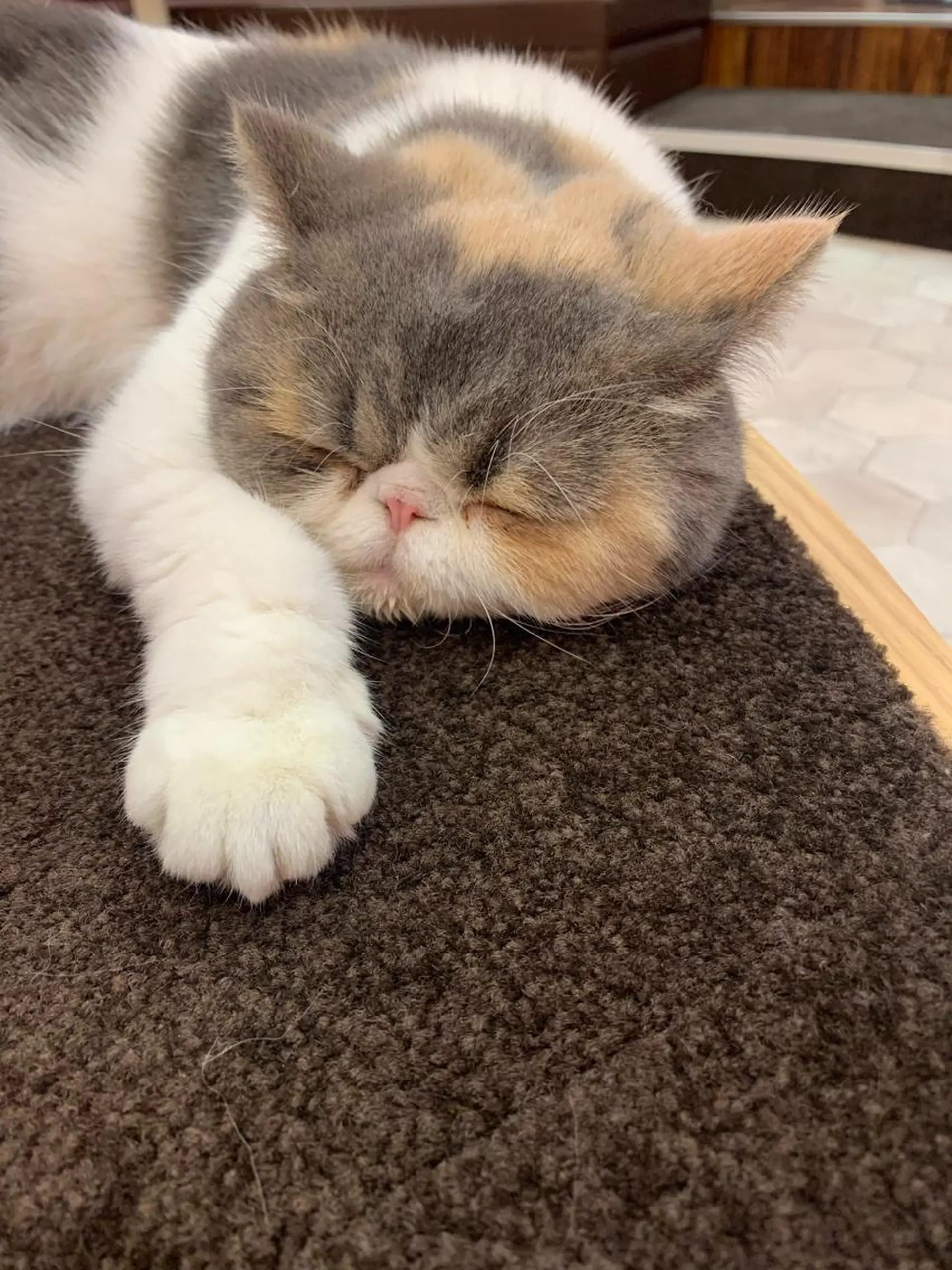 セミロング カラー パーマ ヘアアレンジ メンズ キッズ アイブロウ テラコッタ 眉カラー ハロウィン ストレートパーマ ORGA所属・飯塚 朋代のヘアスタイル