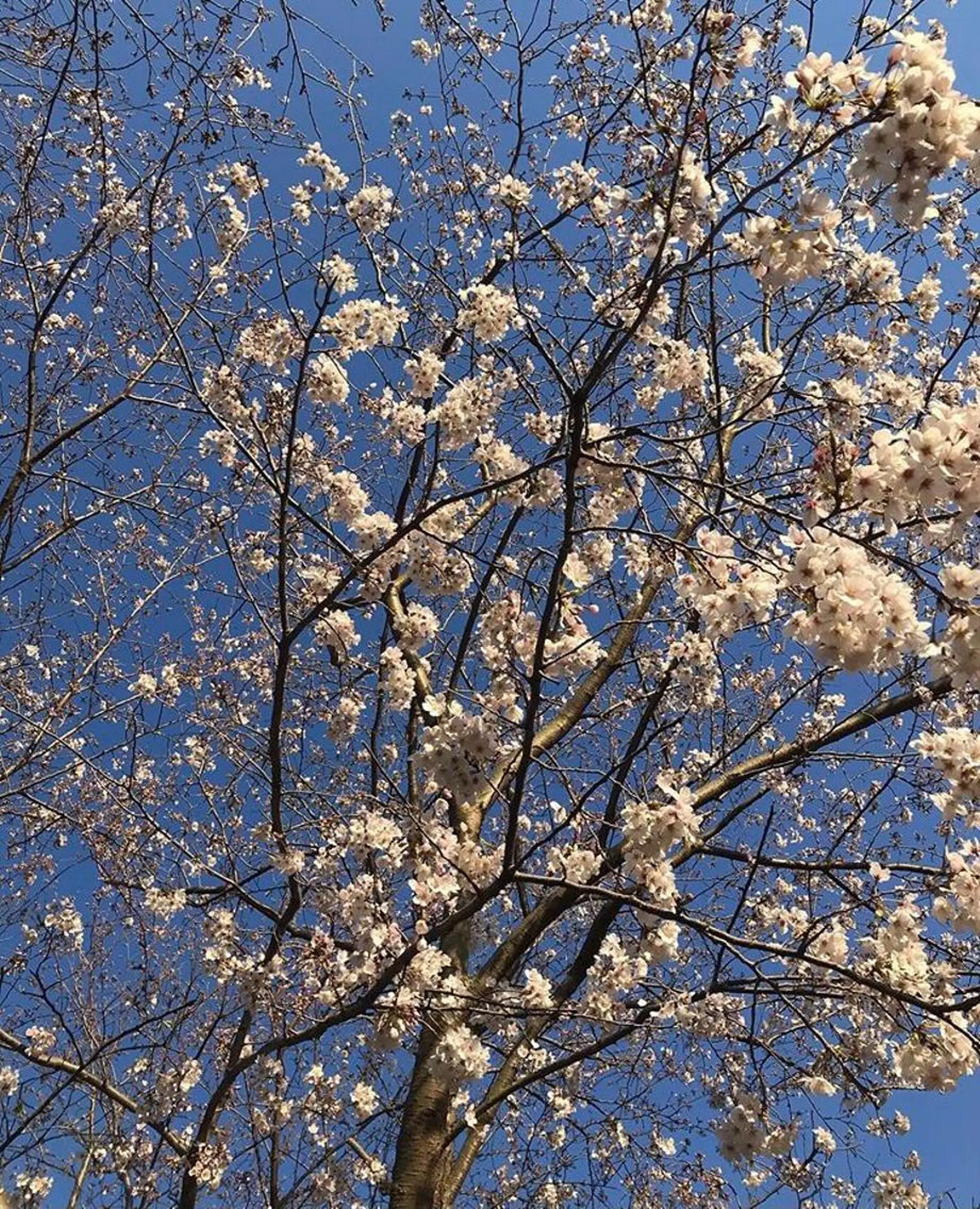 カラー インナーカラー nono/パーマ /顔まわりカット🐈のヘアスタイル