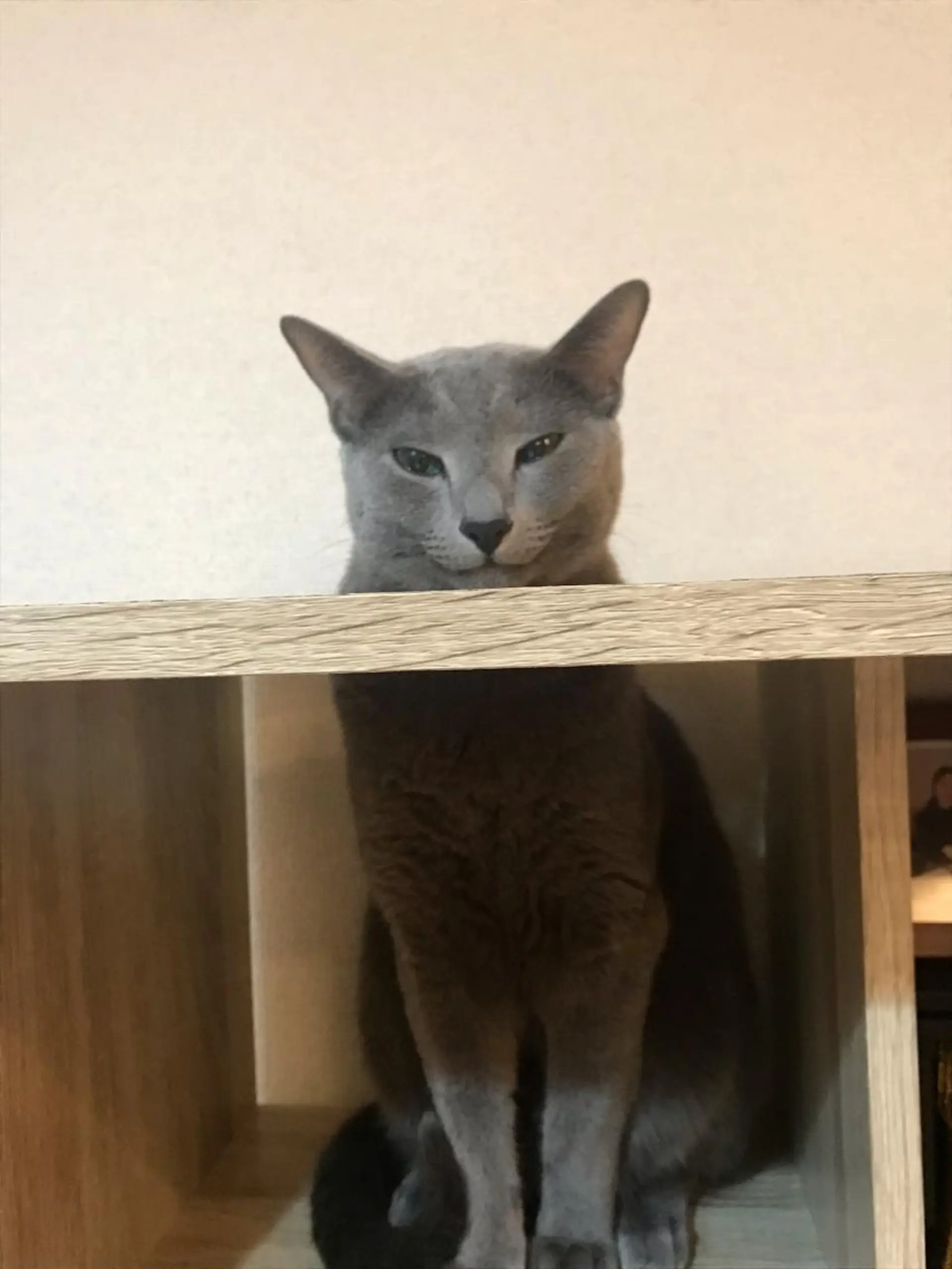 ショート カラー パーマ ヘアアレンジ メンズ キッズ ネイル マツエク・マツパ アイブロウ アニメ,Vオタク× 即効痩せエステサロンのエステ・リラクイメージ