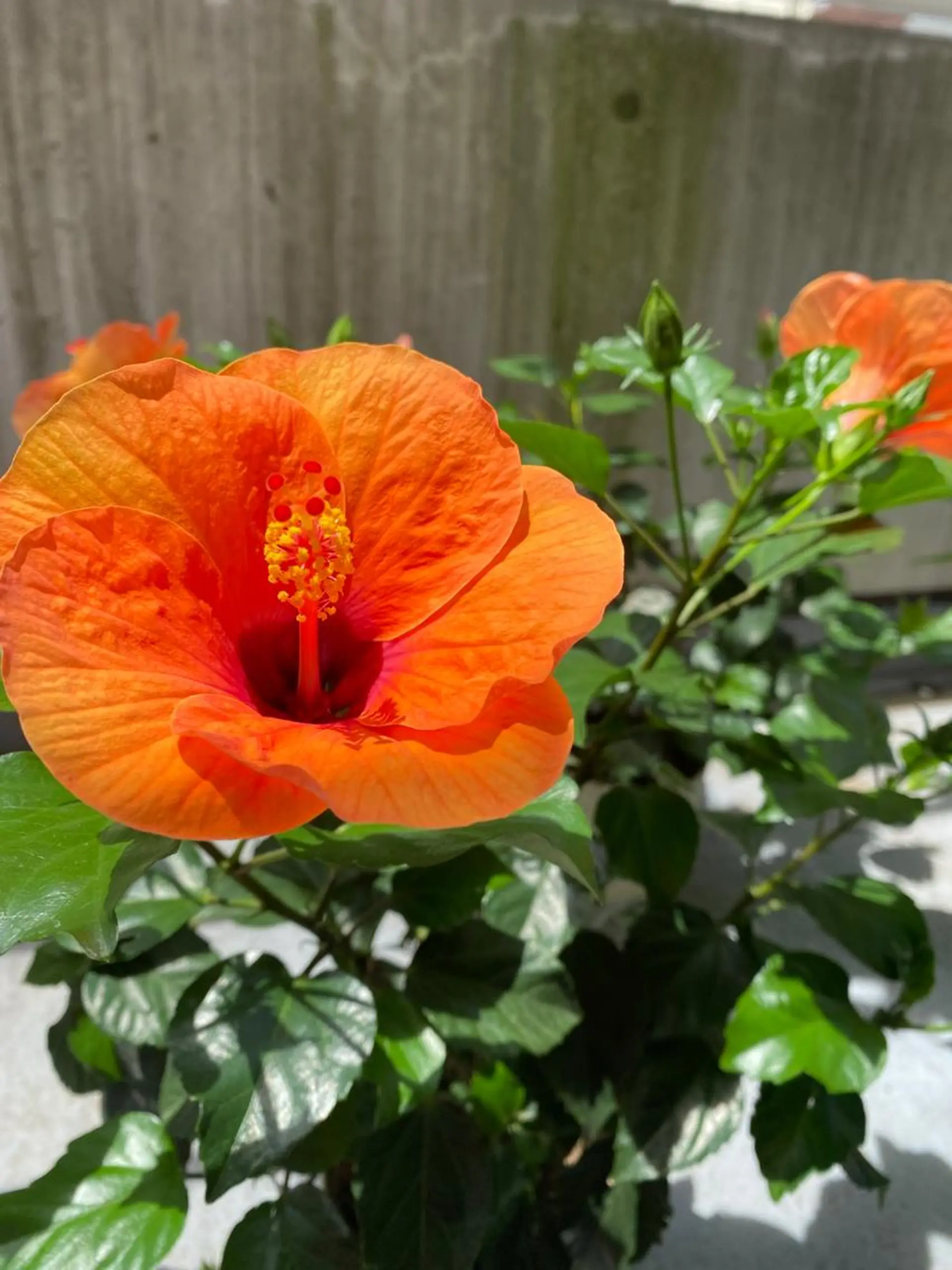 脱毛 Mandarin Orange所属・毛穴から始める肌メン テマンダリンオレンジのエステ・リラクイメージ